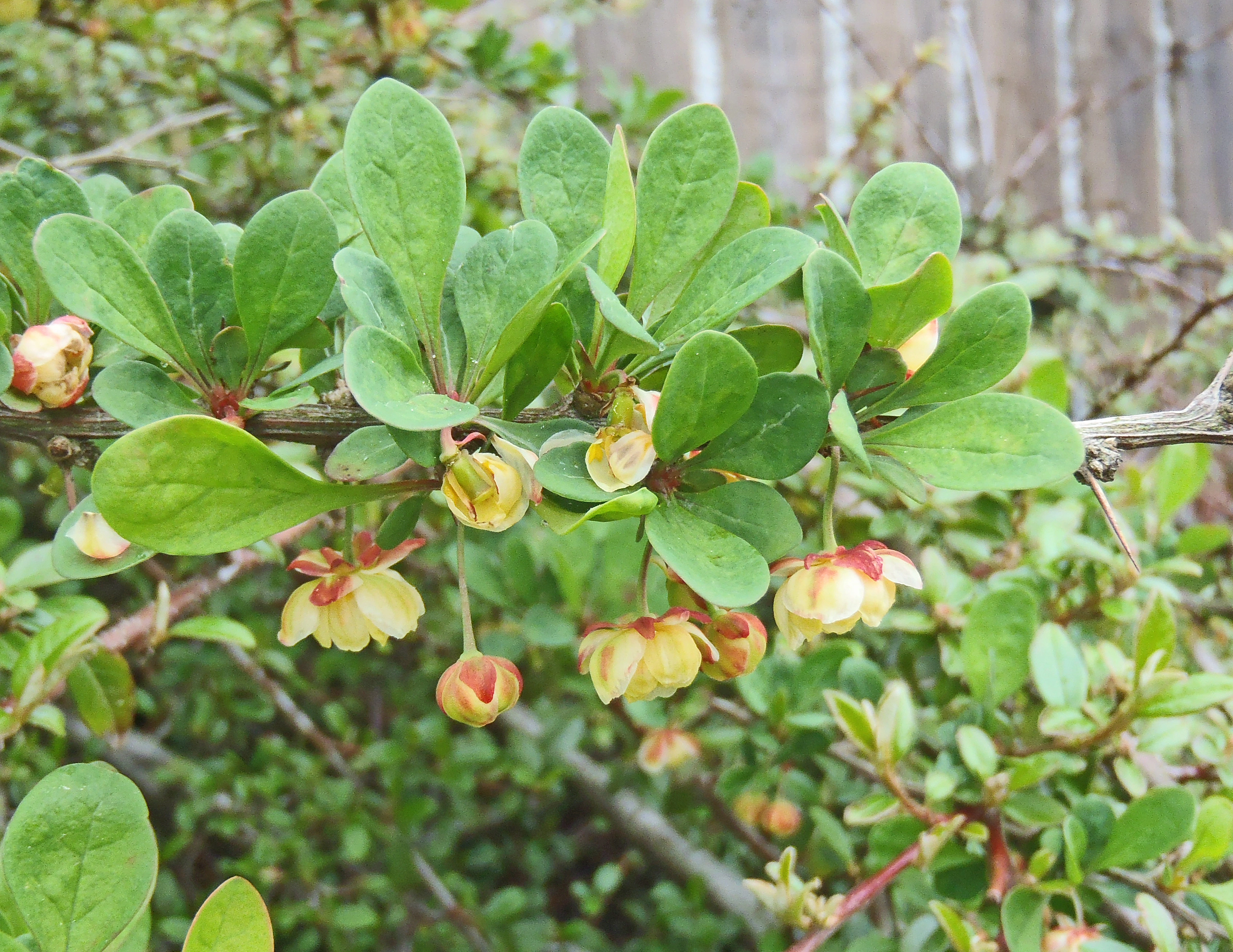 Høstberberis.