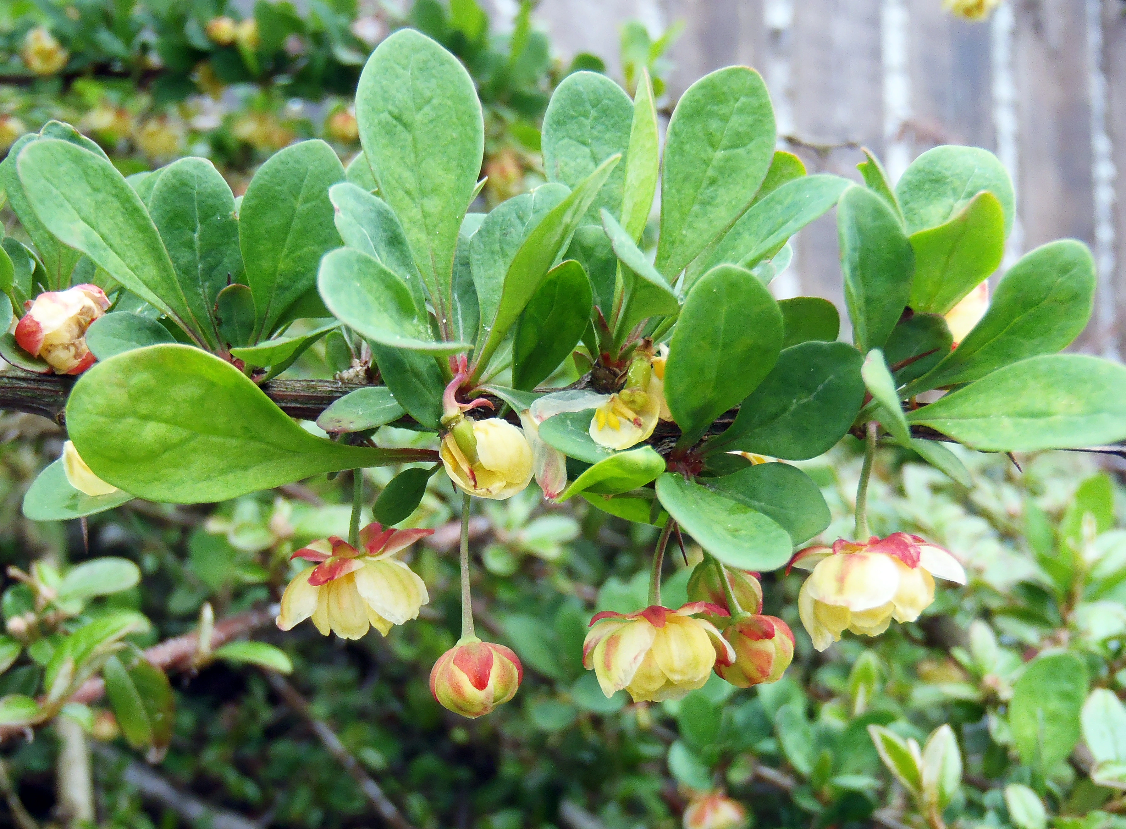 Høstberberis.