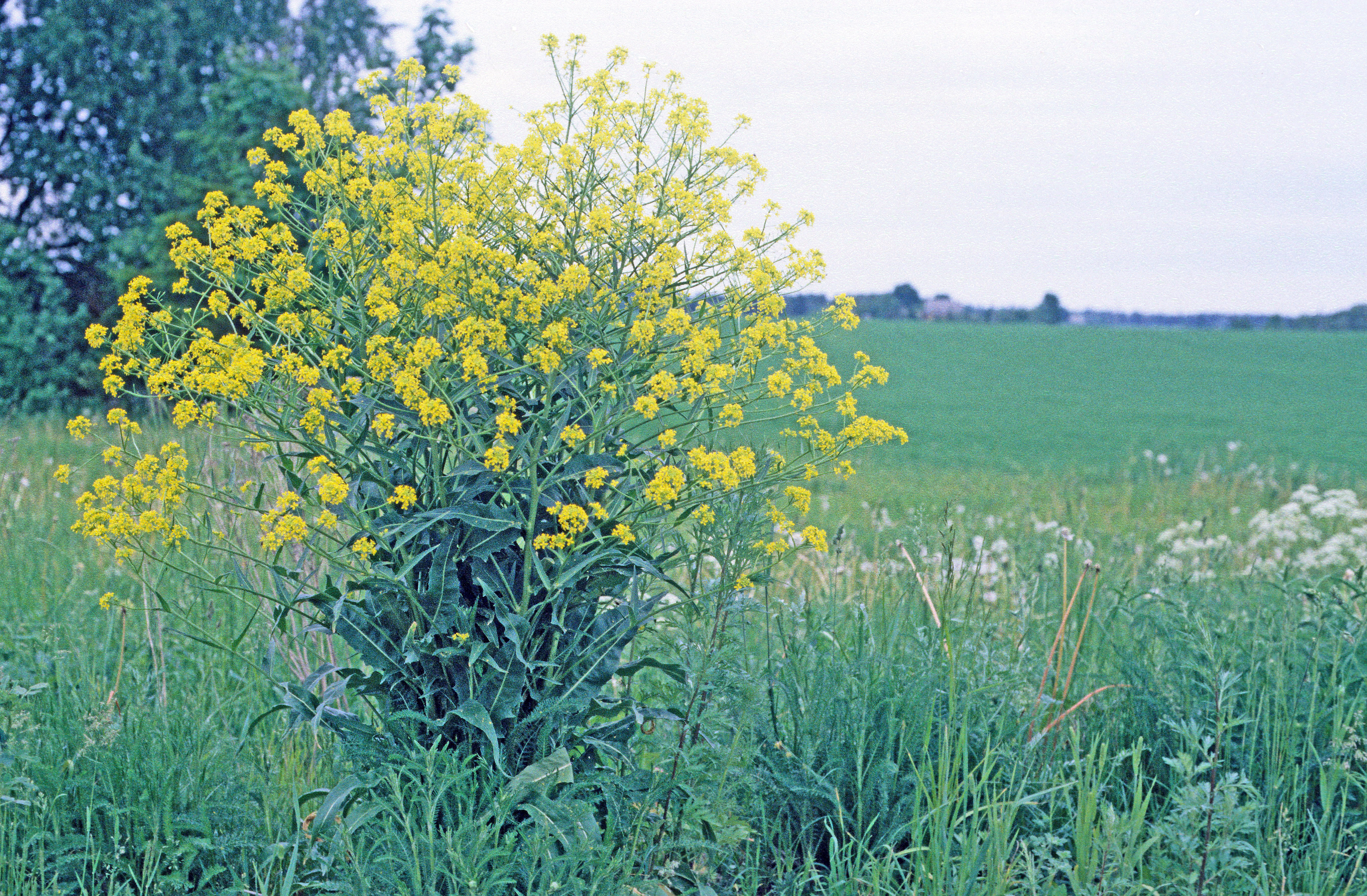 Russekål.