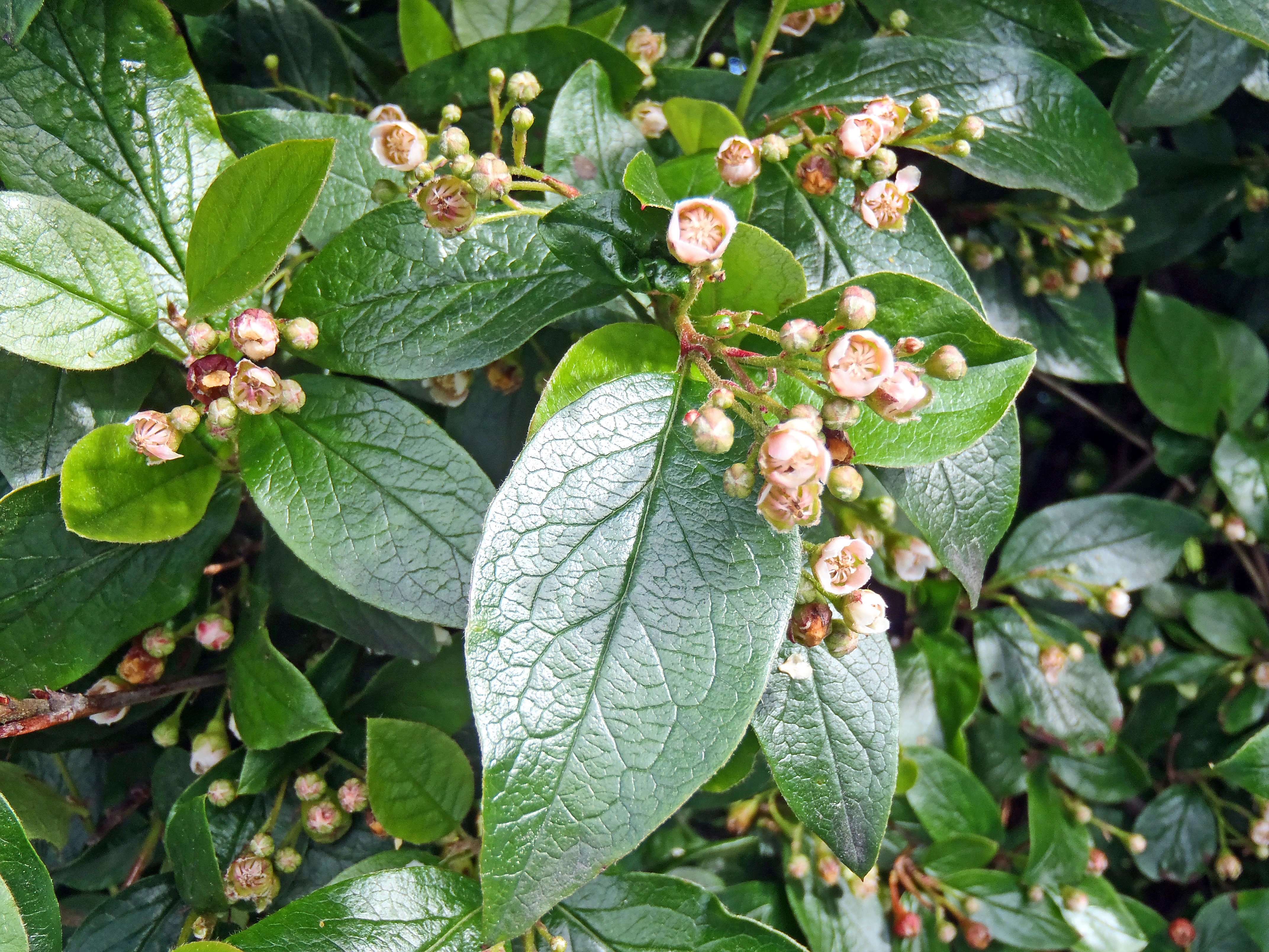 Cotoneaster lucidus