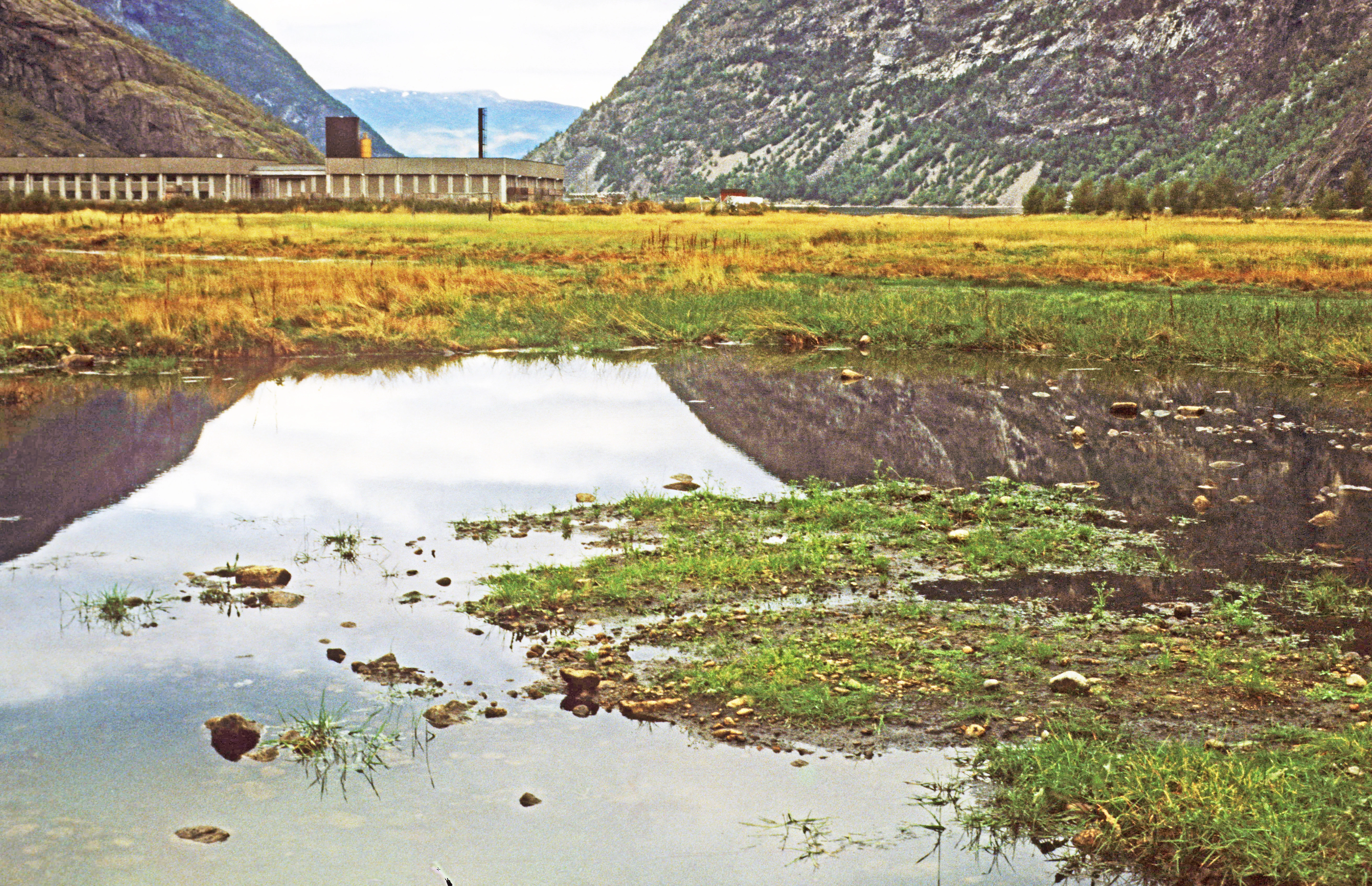 Fjæreknapp.