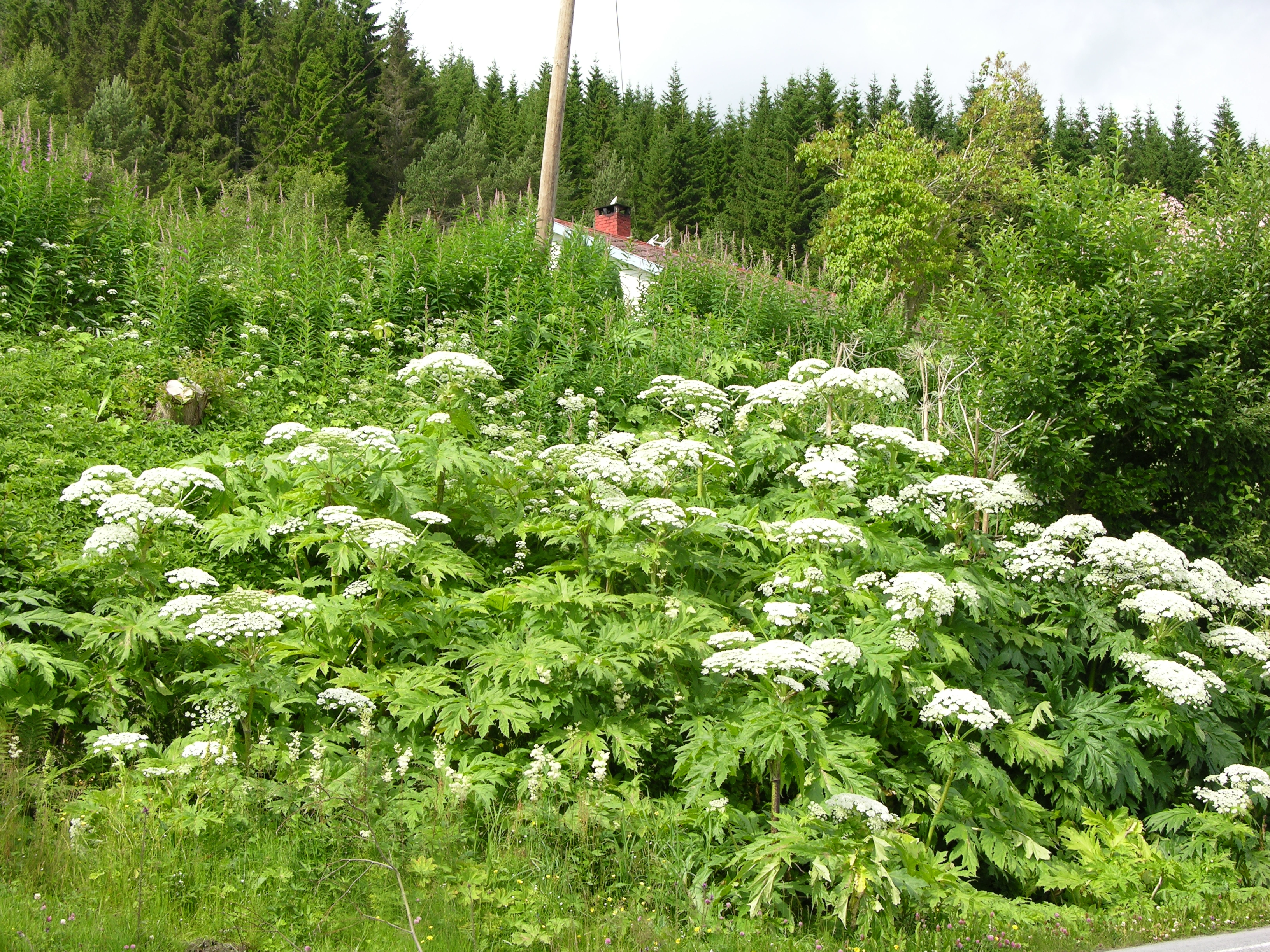 Kjempebjørnekjeks.