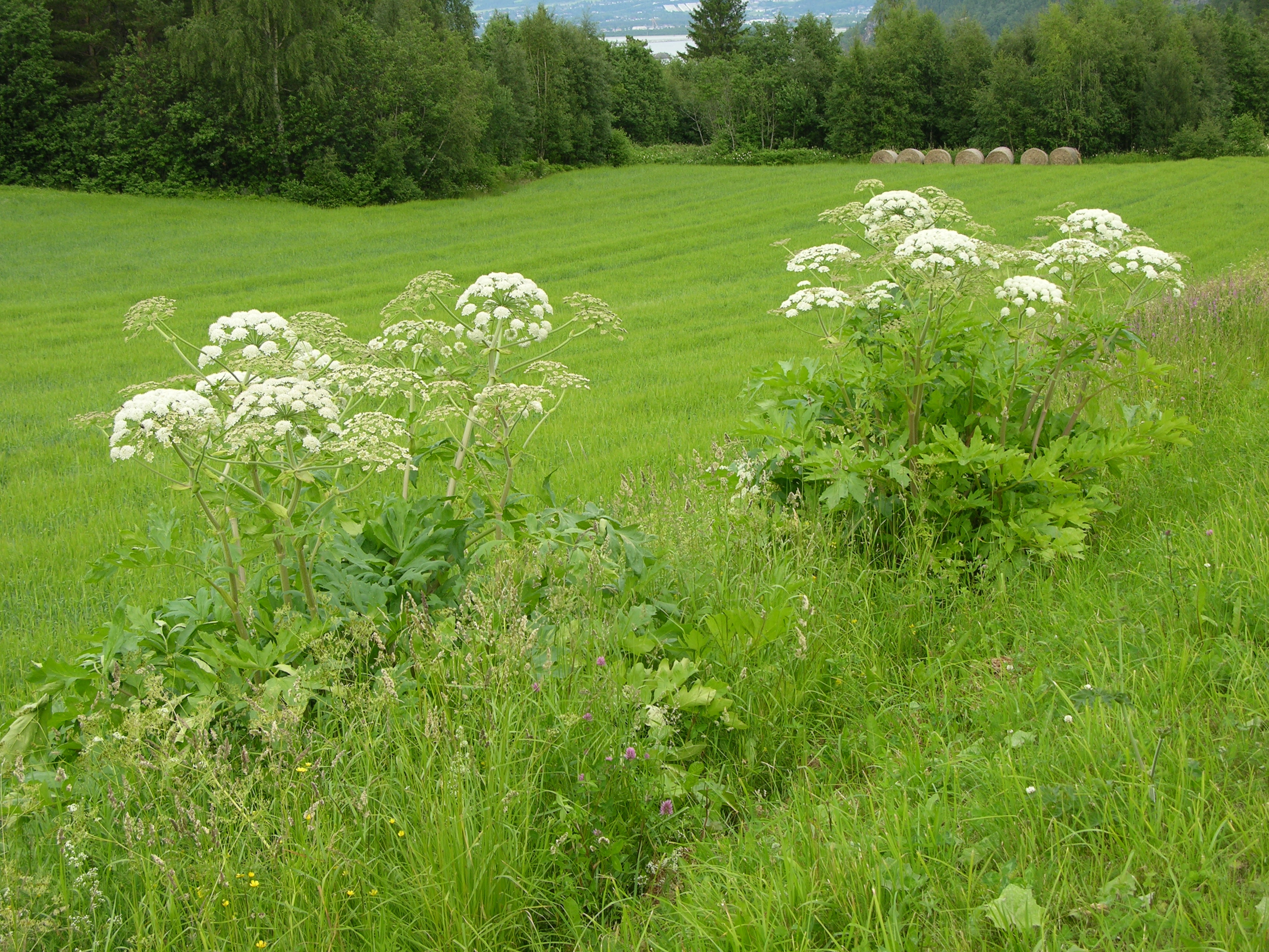 Tromsøpalme.