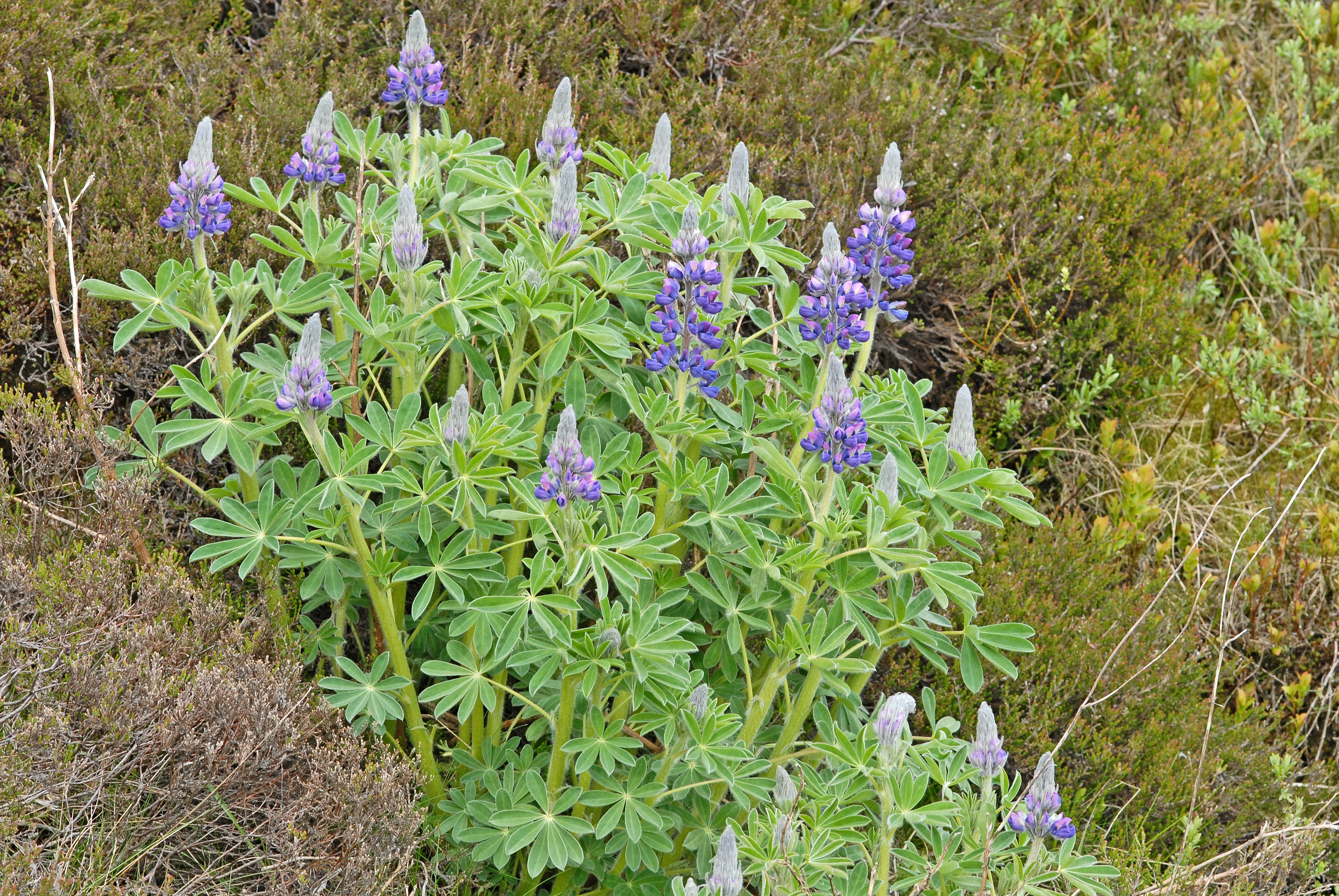 Sandlupin.