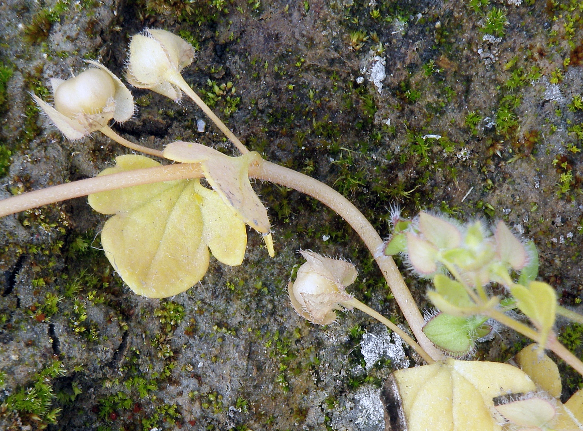 Bergfletteveronika.