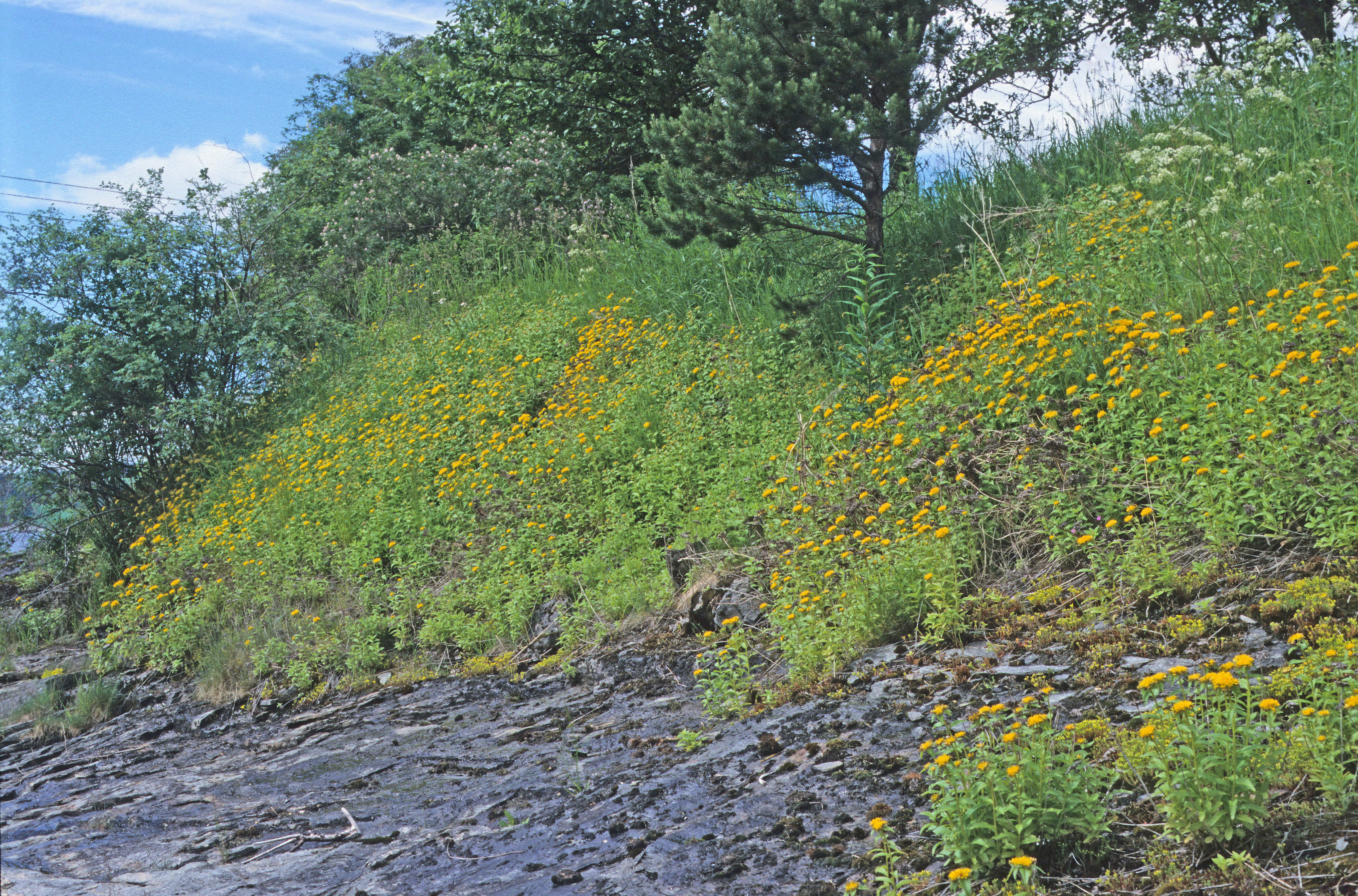 Rakbergknapp.