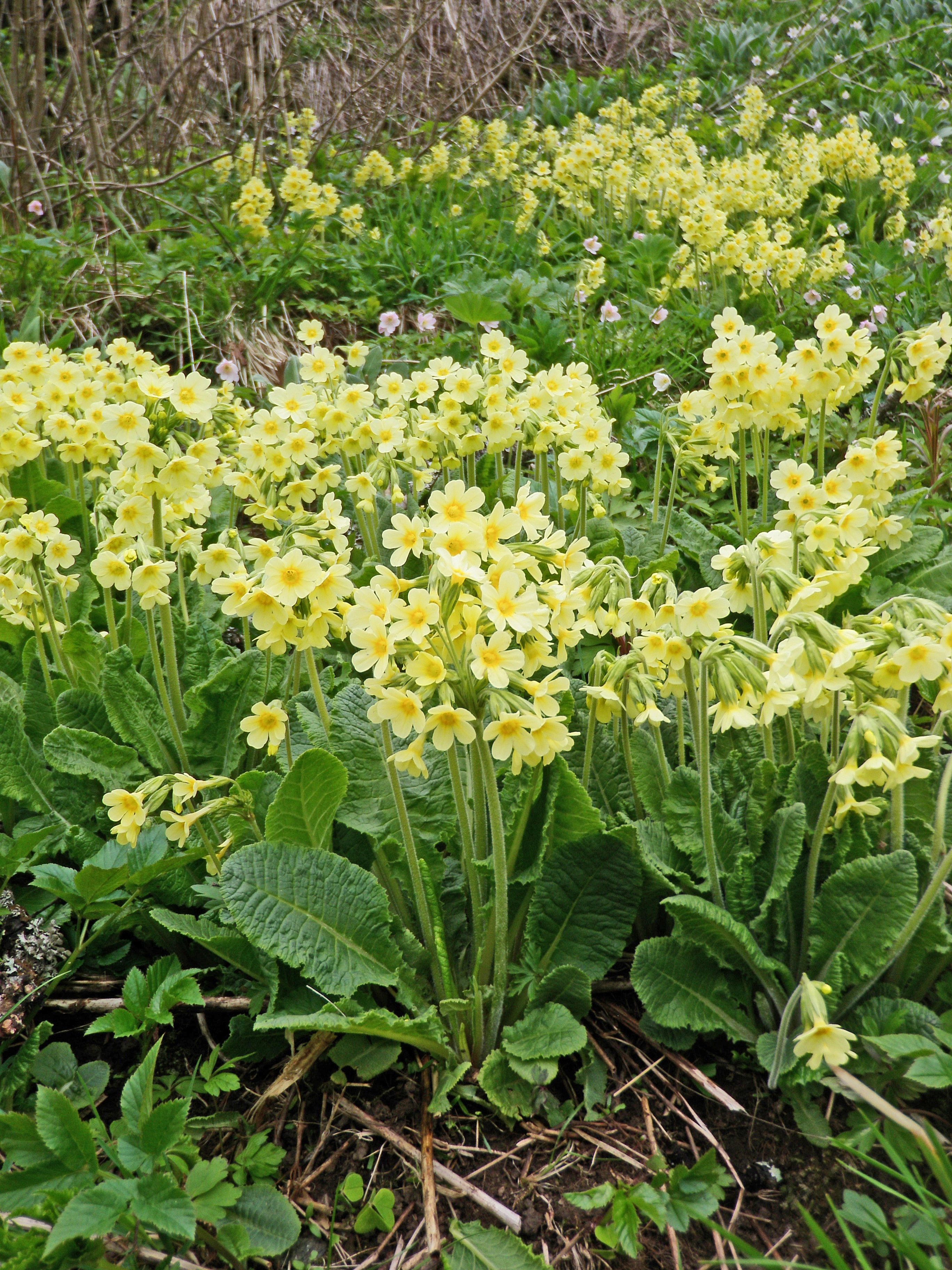 Lundnøkleblom.