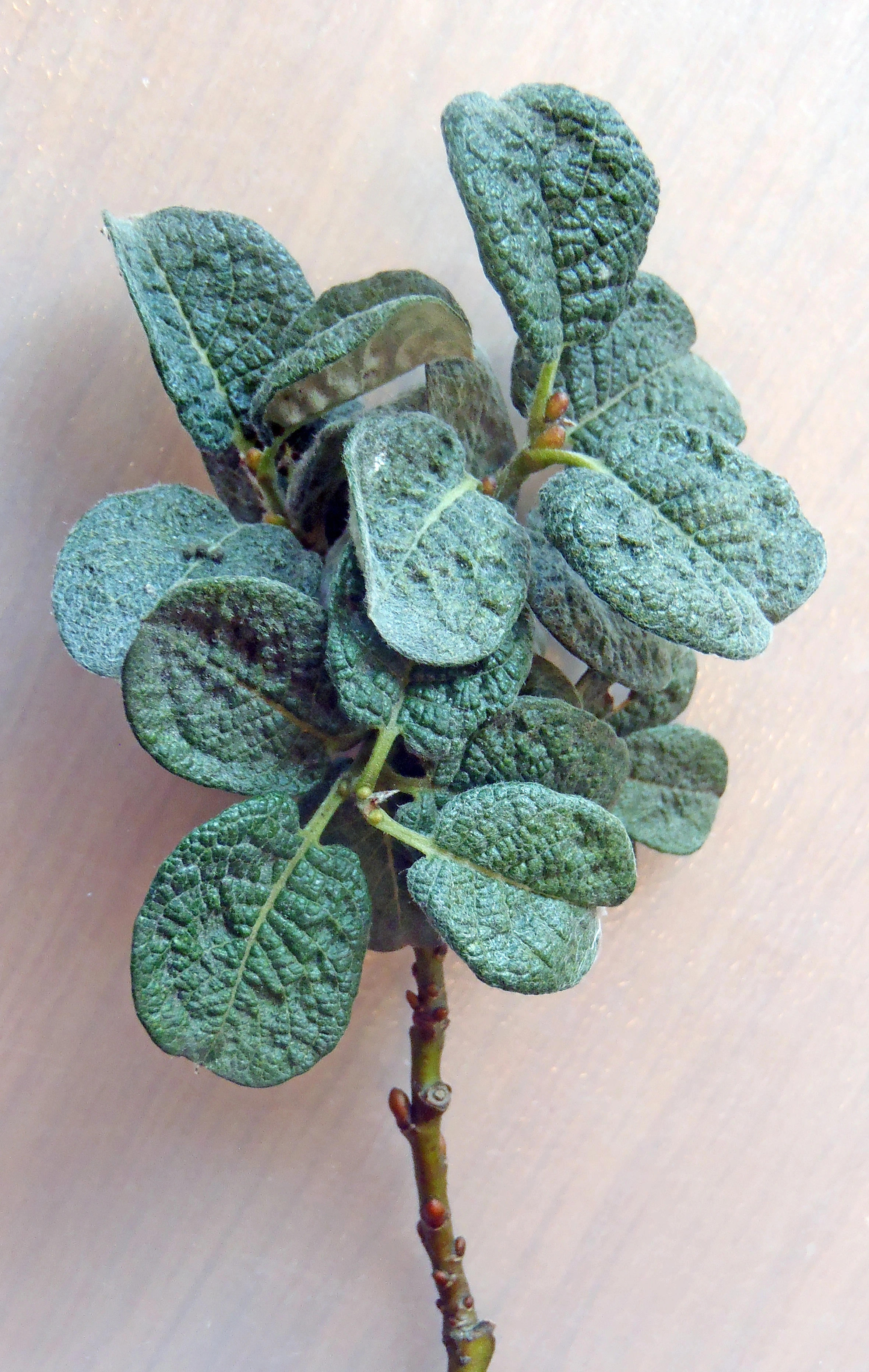 Tofrøbladete planter: Salix ×boydii.