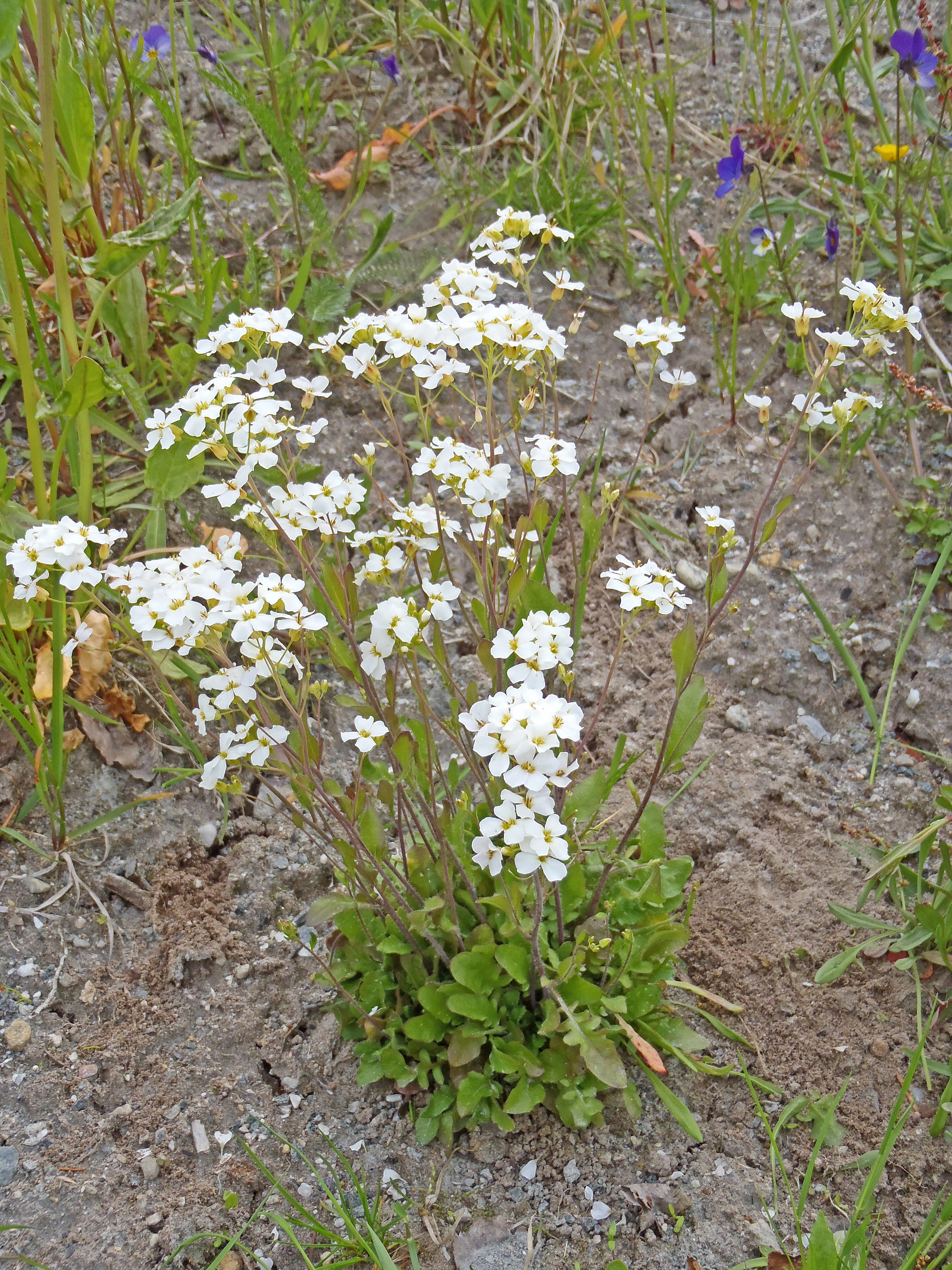 Sandskrinneblom.