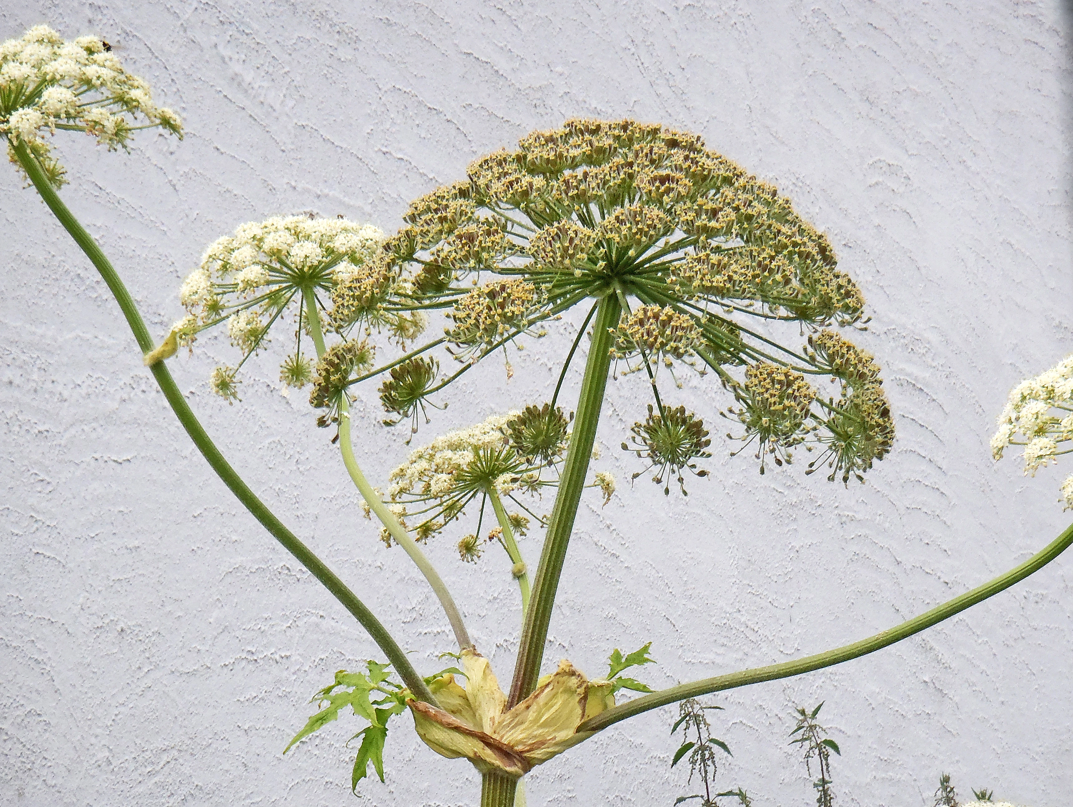 Tromsøpalme.