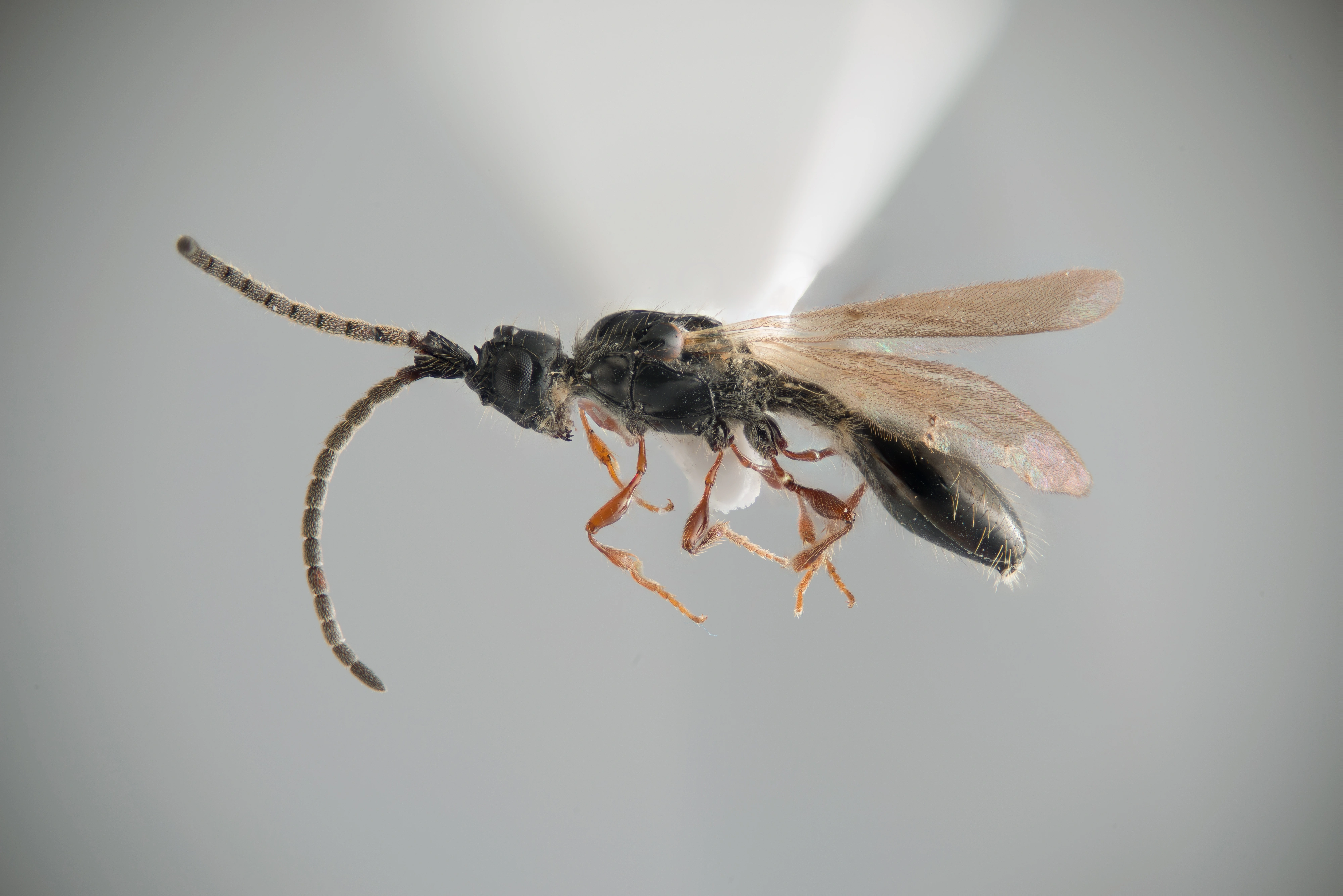 Vepser: Psilus rufipes.