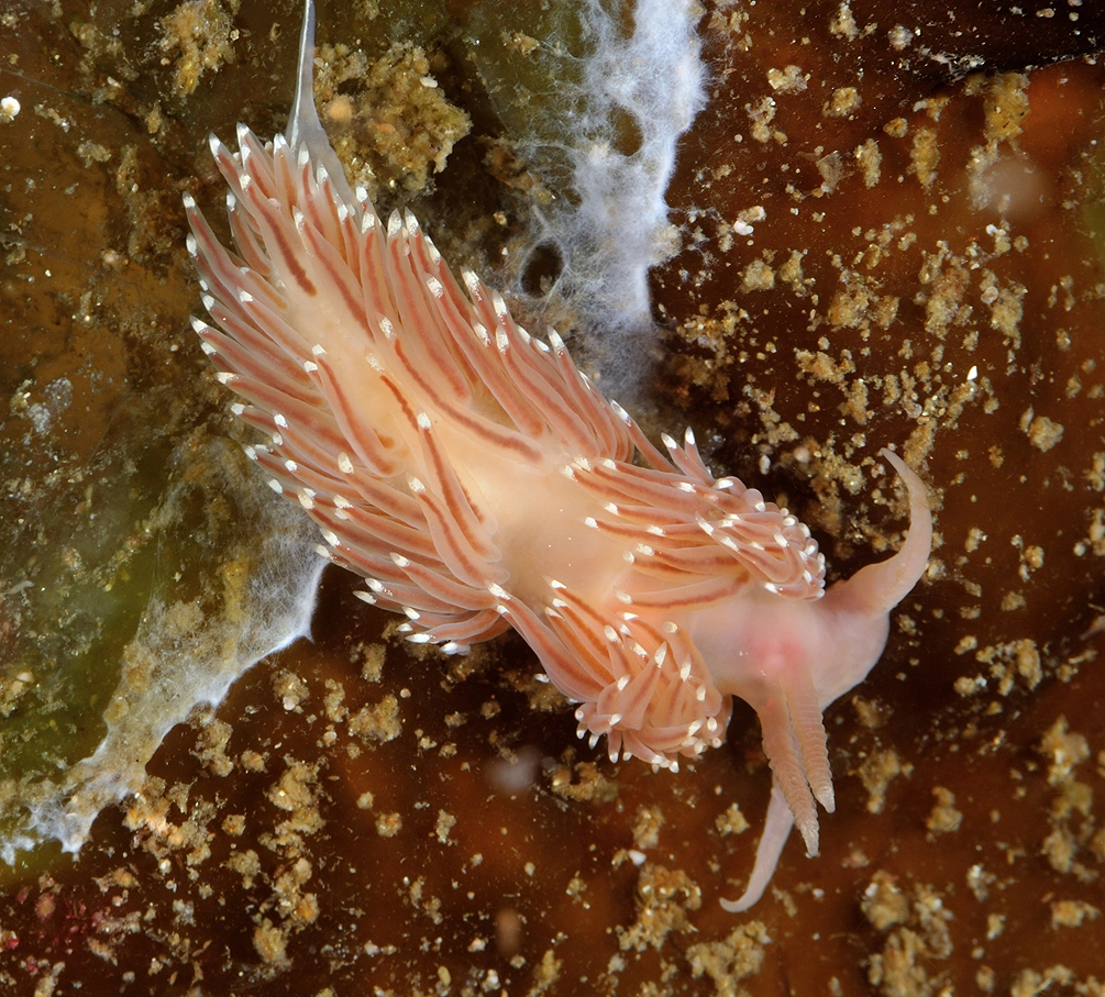 Bløtdyr: Facelina bostoniensis.