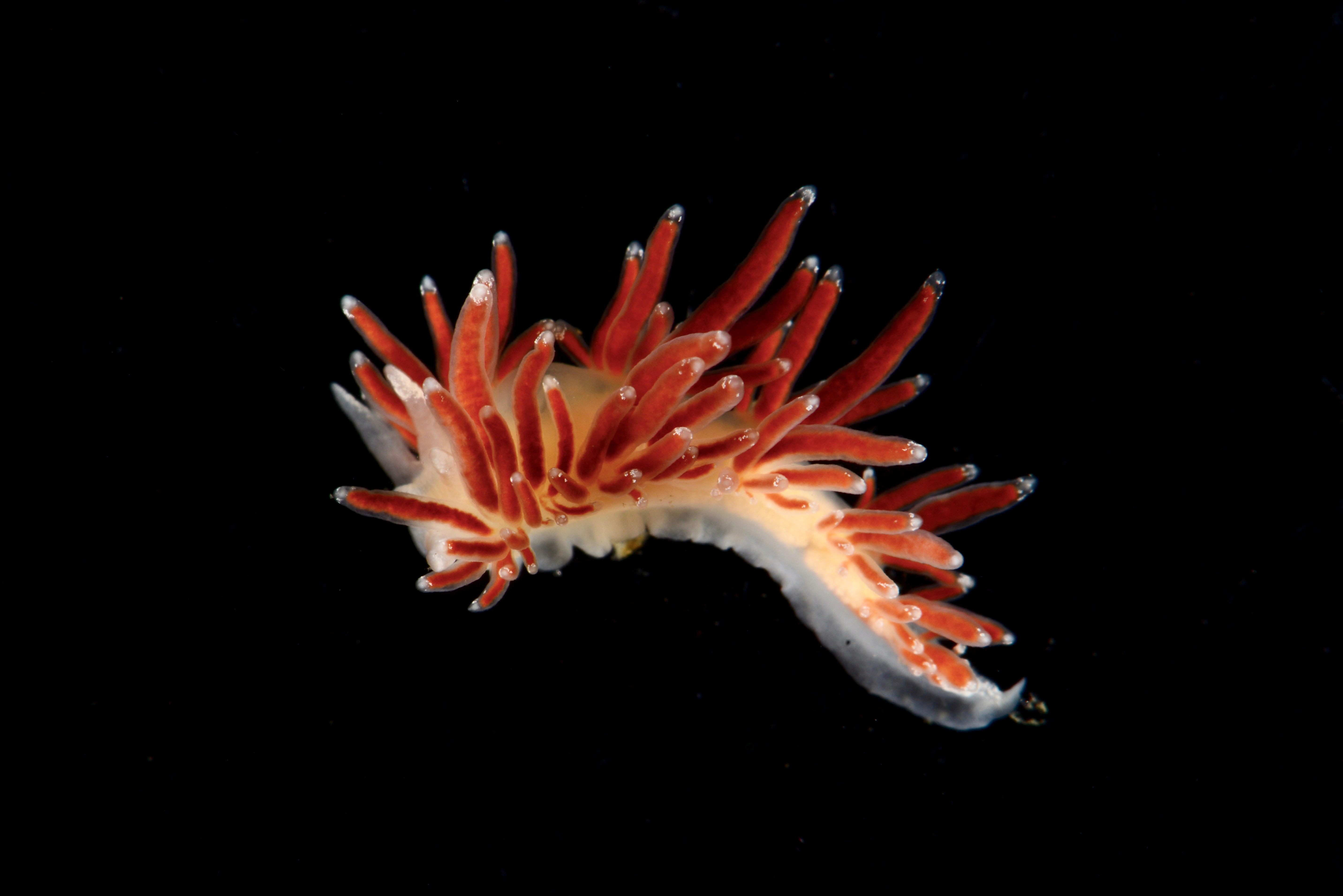 Bløtdyr: Coryphella gracilis.