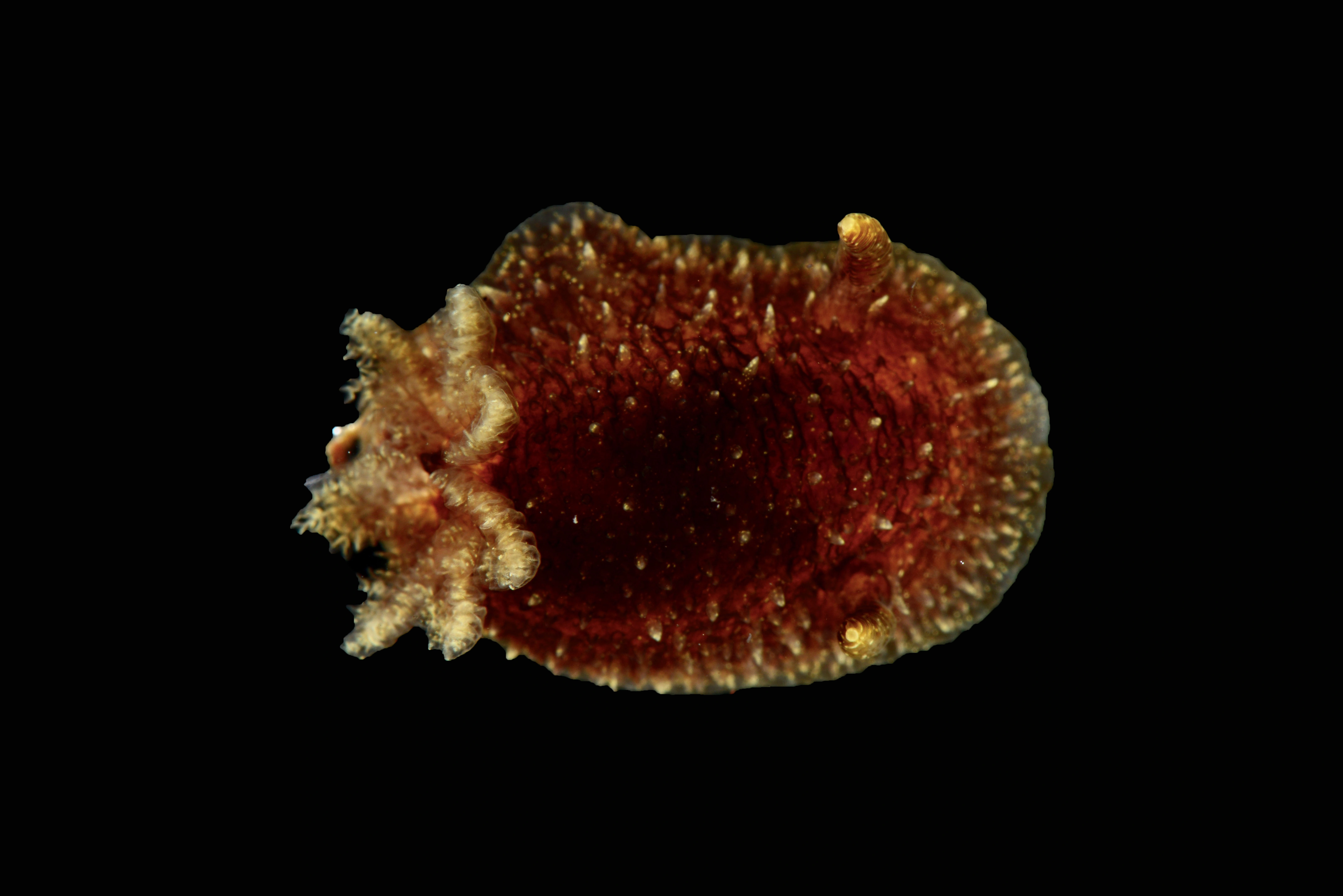 Nakensnegler: Acanthodoris pilosa.