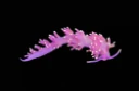Nakensnegler: Edmundsella pedata.
