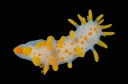 Nakensnegler: Limacia clavigera.