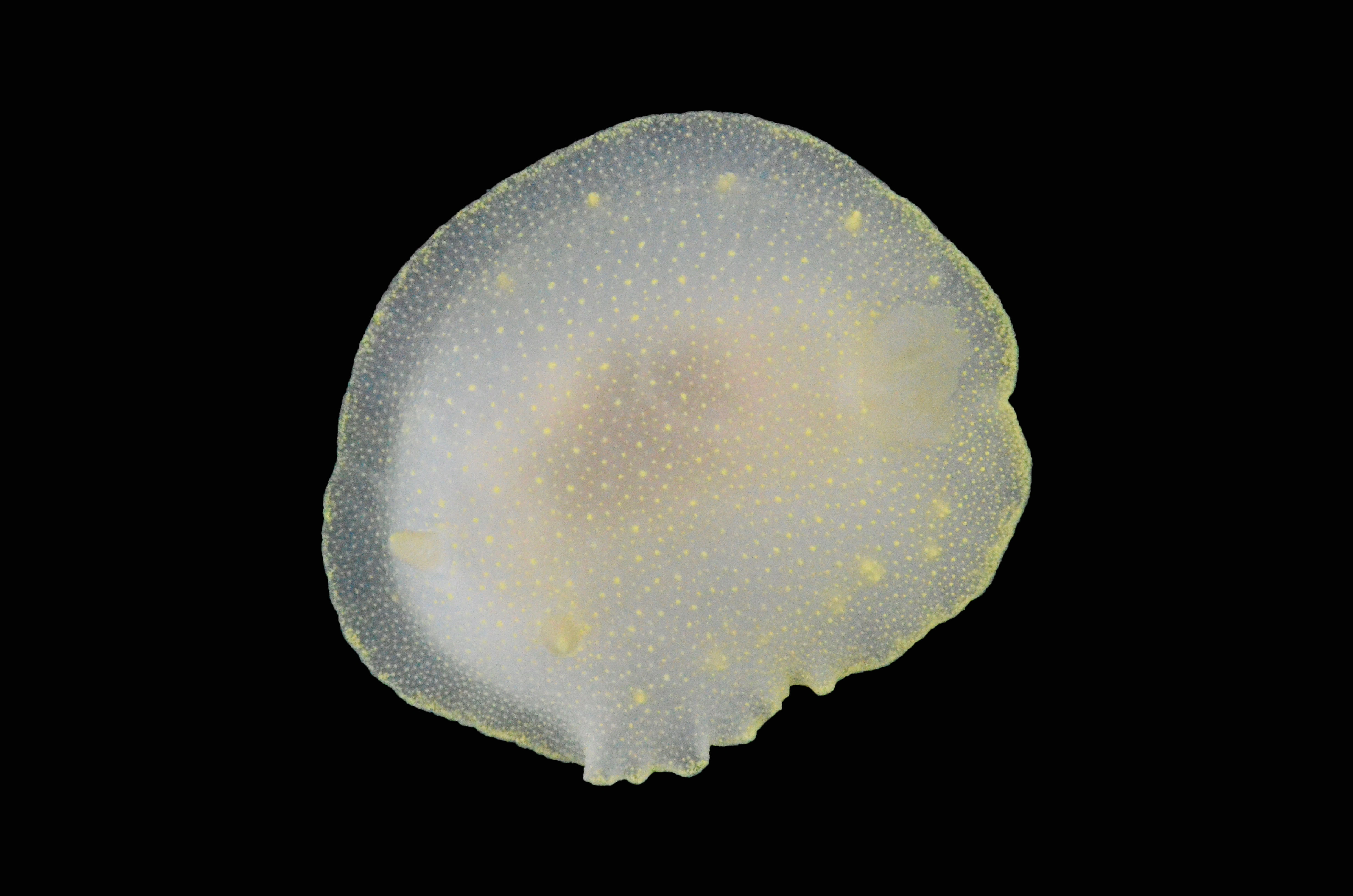 Bløtdyr: Cadlina laevis.