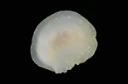 Nakensnegler: Cadlina laevis.