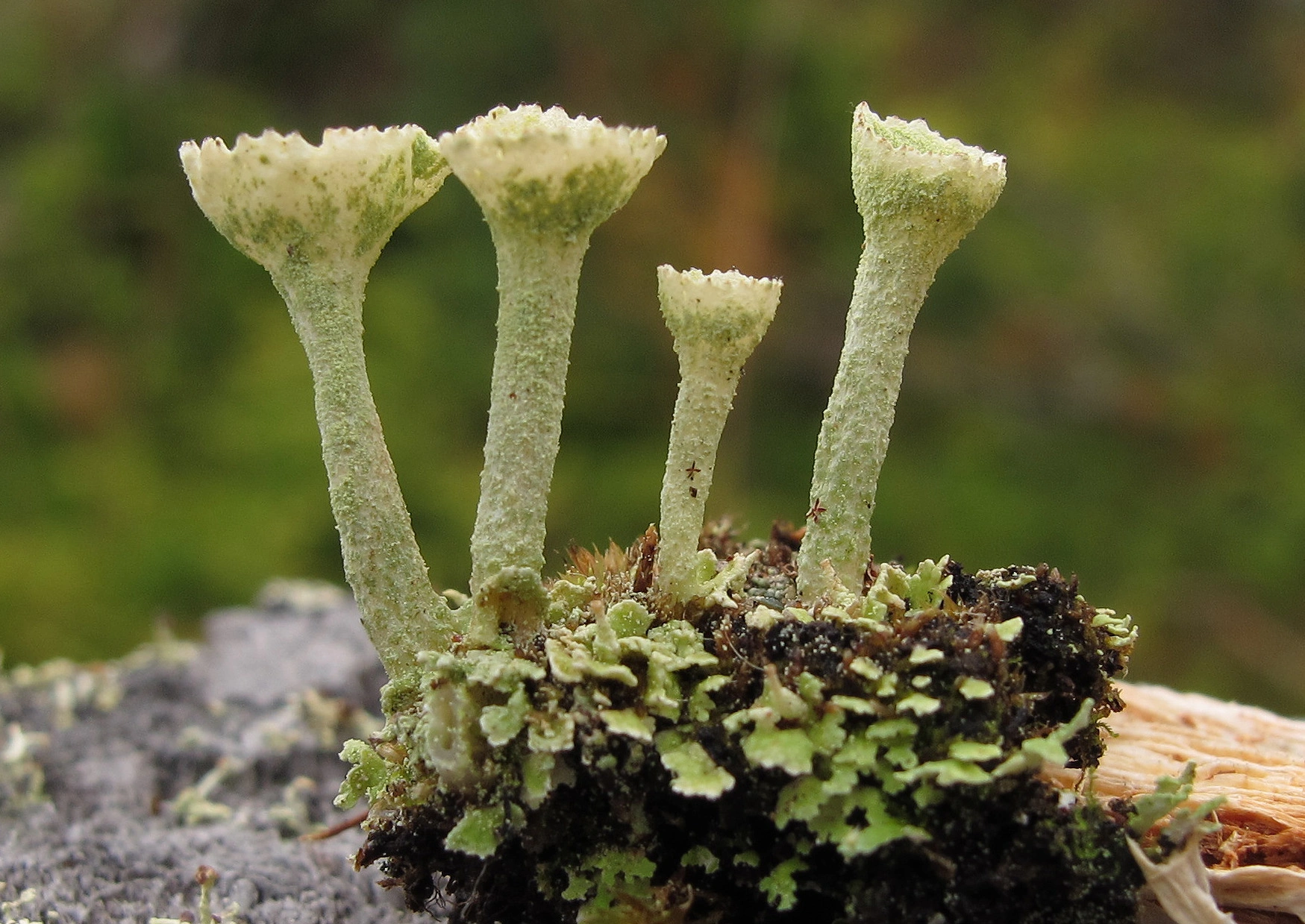 : Cladonia carneola.