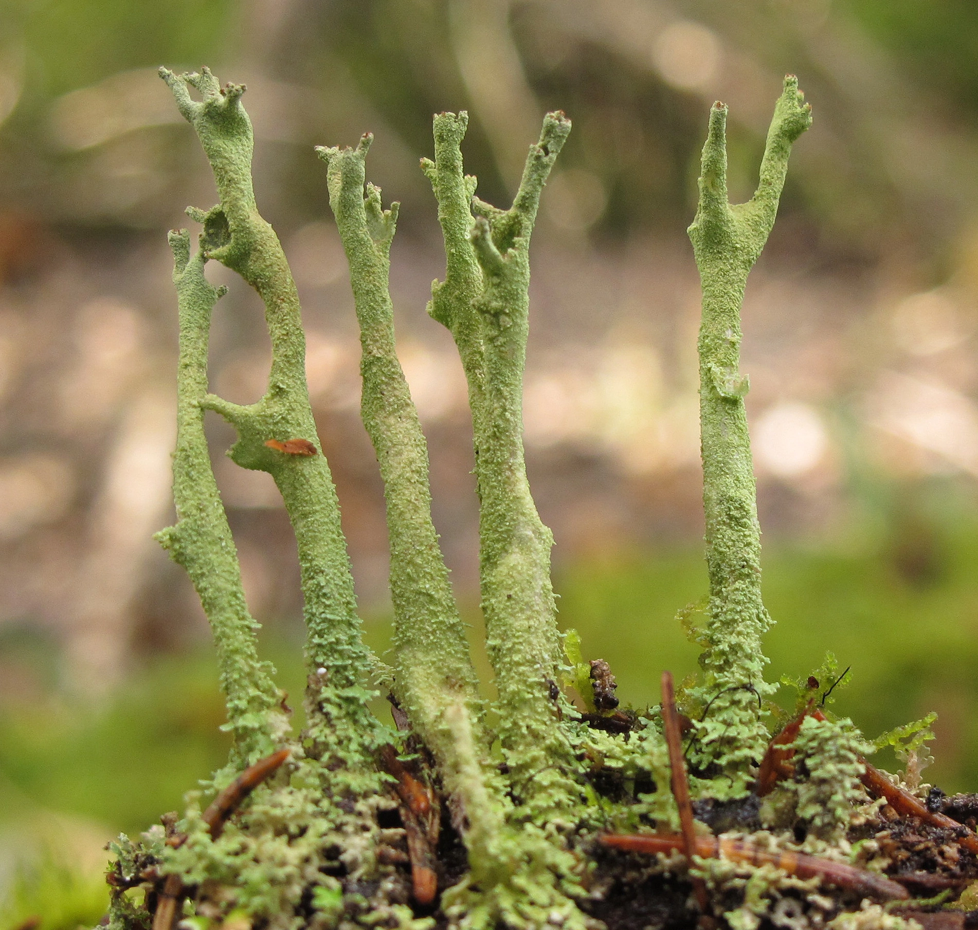 : Cladonia cenotea.