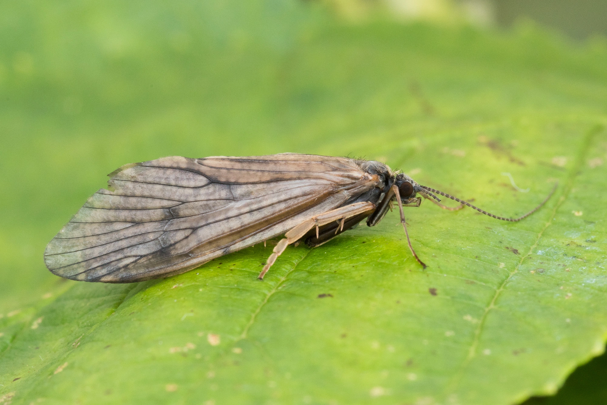 Vårfluer: Arctopsyche ladogensis.