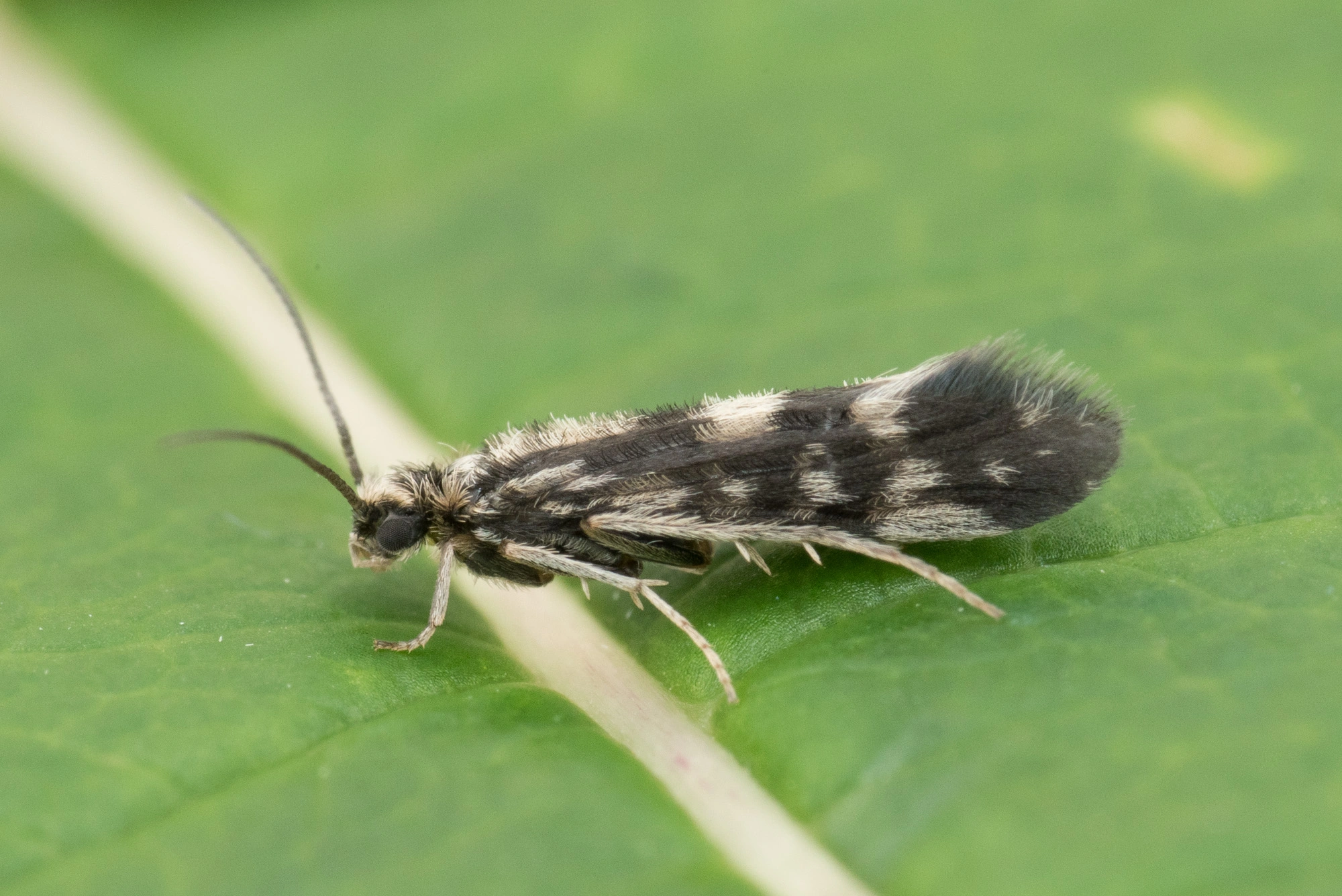 Vårfluer: Agraylea cognatella.