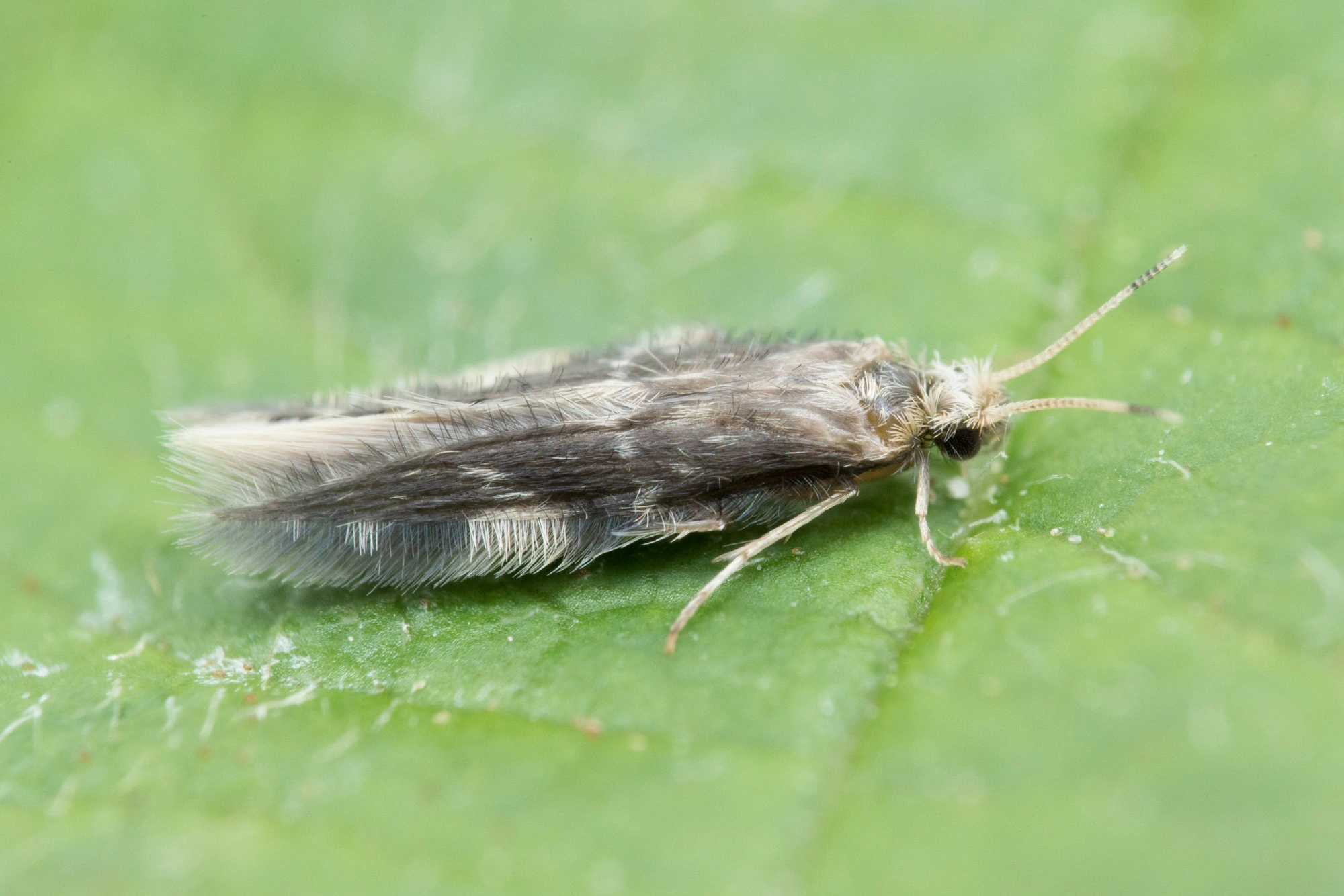 Vårfluer: Oxyethira flavicornis.