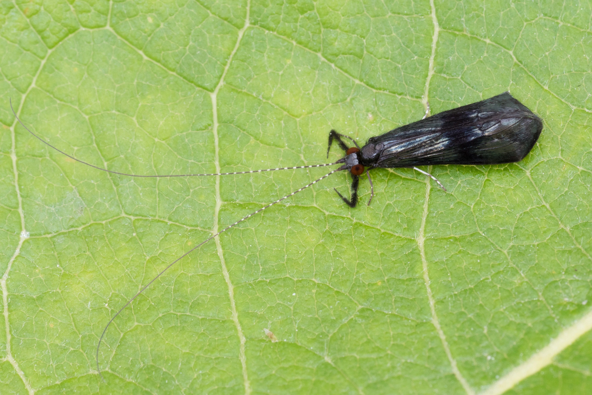 Vårfluer: Mystacides azurea.