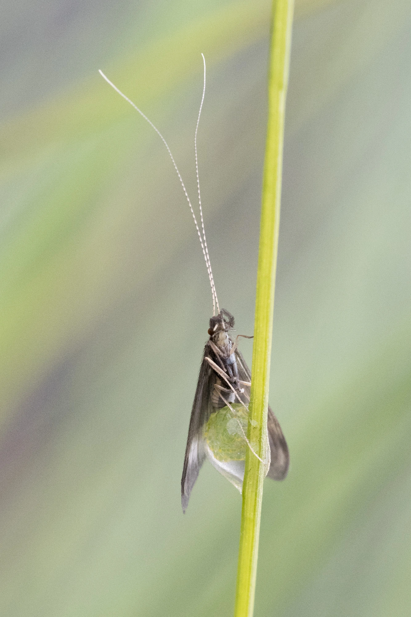 : Mystacides longicornis.