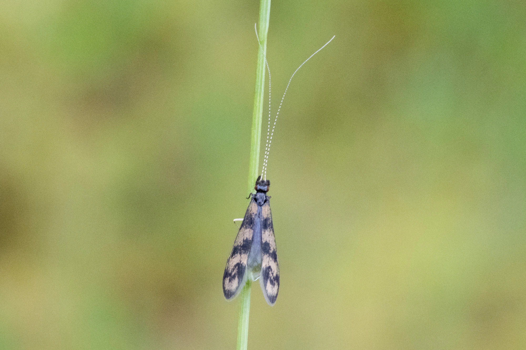 : Mystacides longicornis.