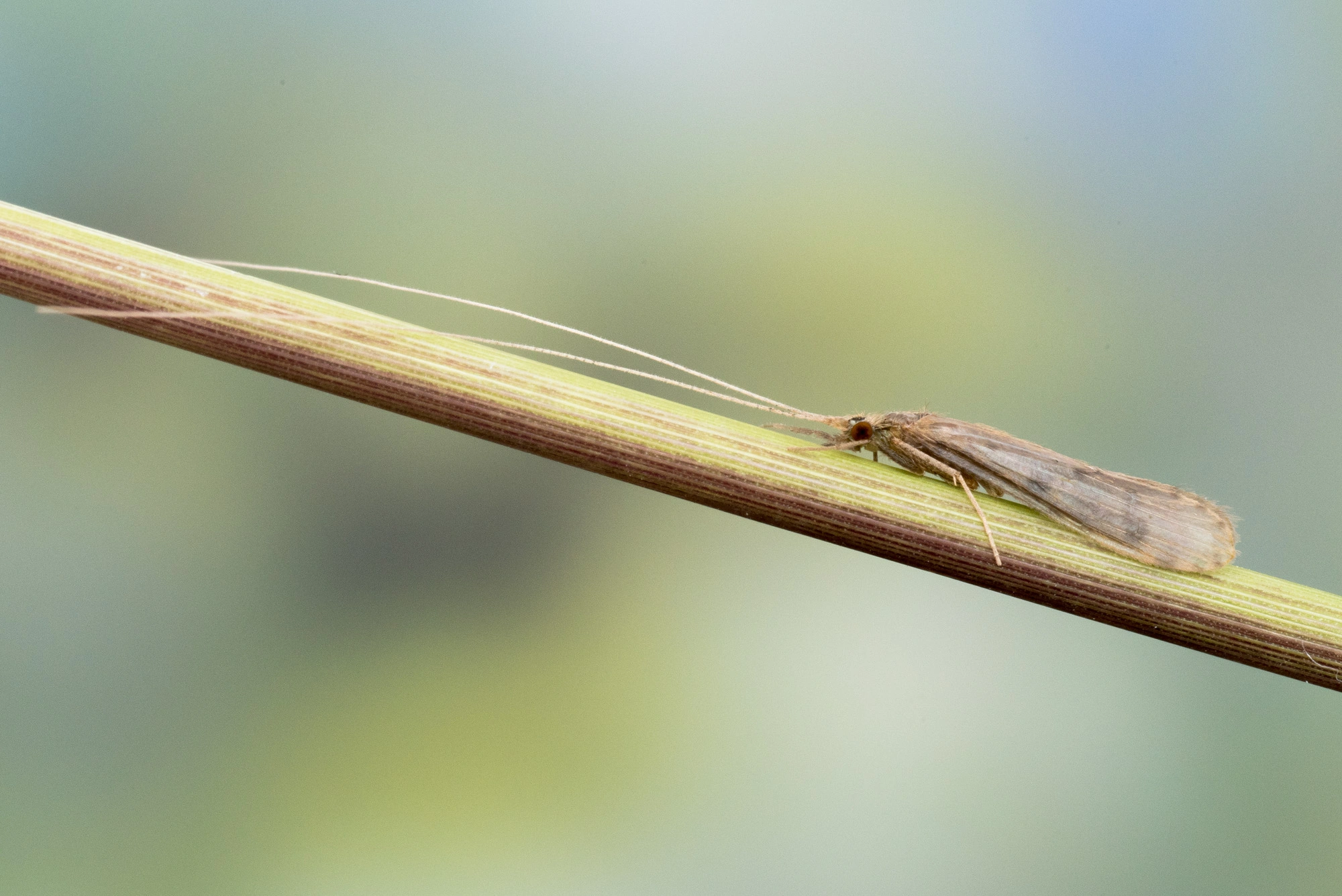 Vårfluer: Oecetis lacustris.