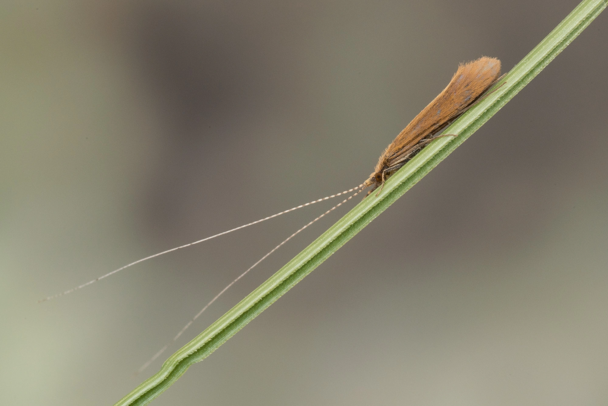 Vårfluer: Triaenodes bicolor.