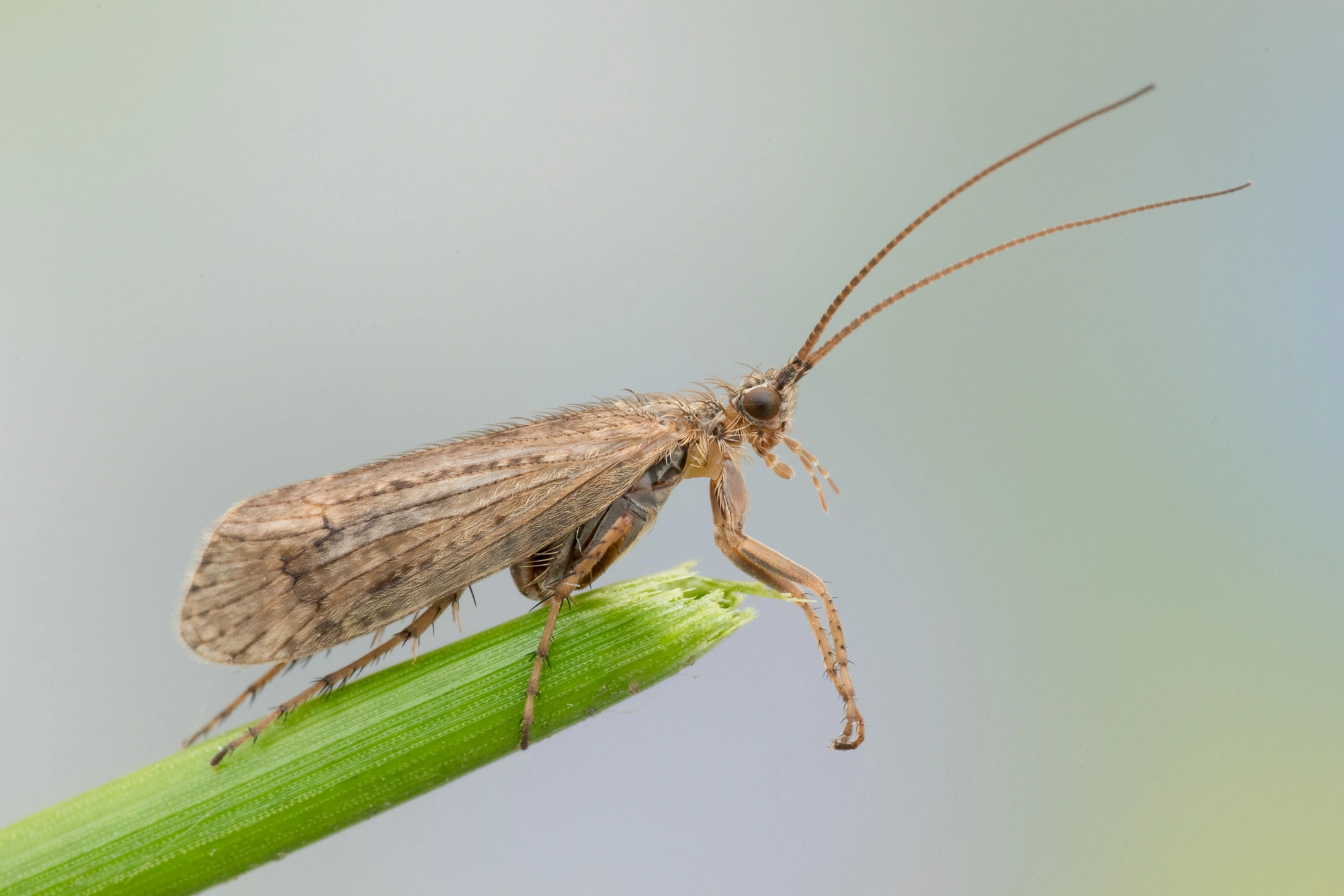 Vårfluer: Colpotaulius incisus.