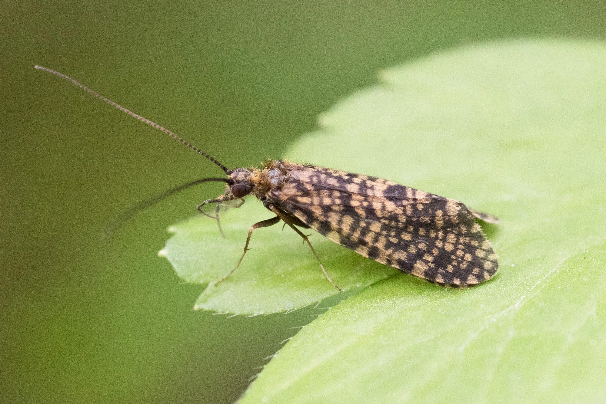 Vårfluer: Philopotamus montanus.