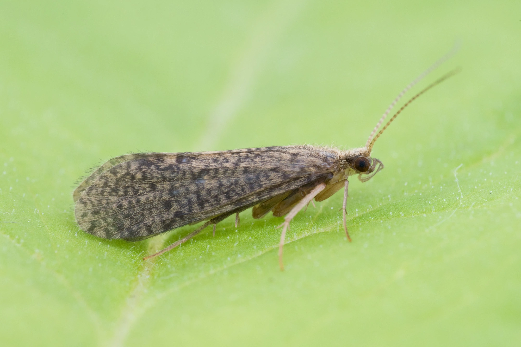 Vårfluer: Cyrnus trimaculatus.