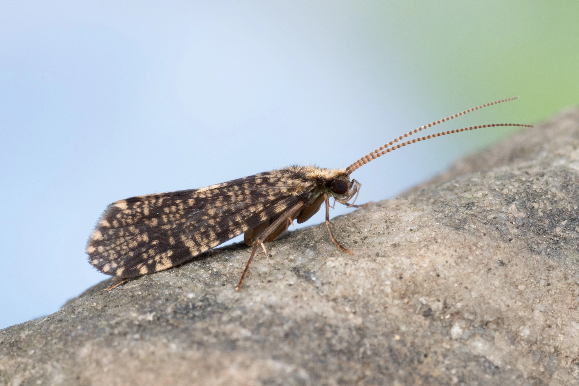 Vårfluer: Polycentropus irroratus.