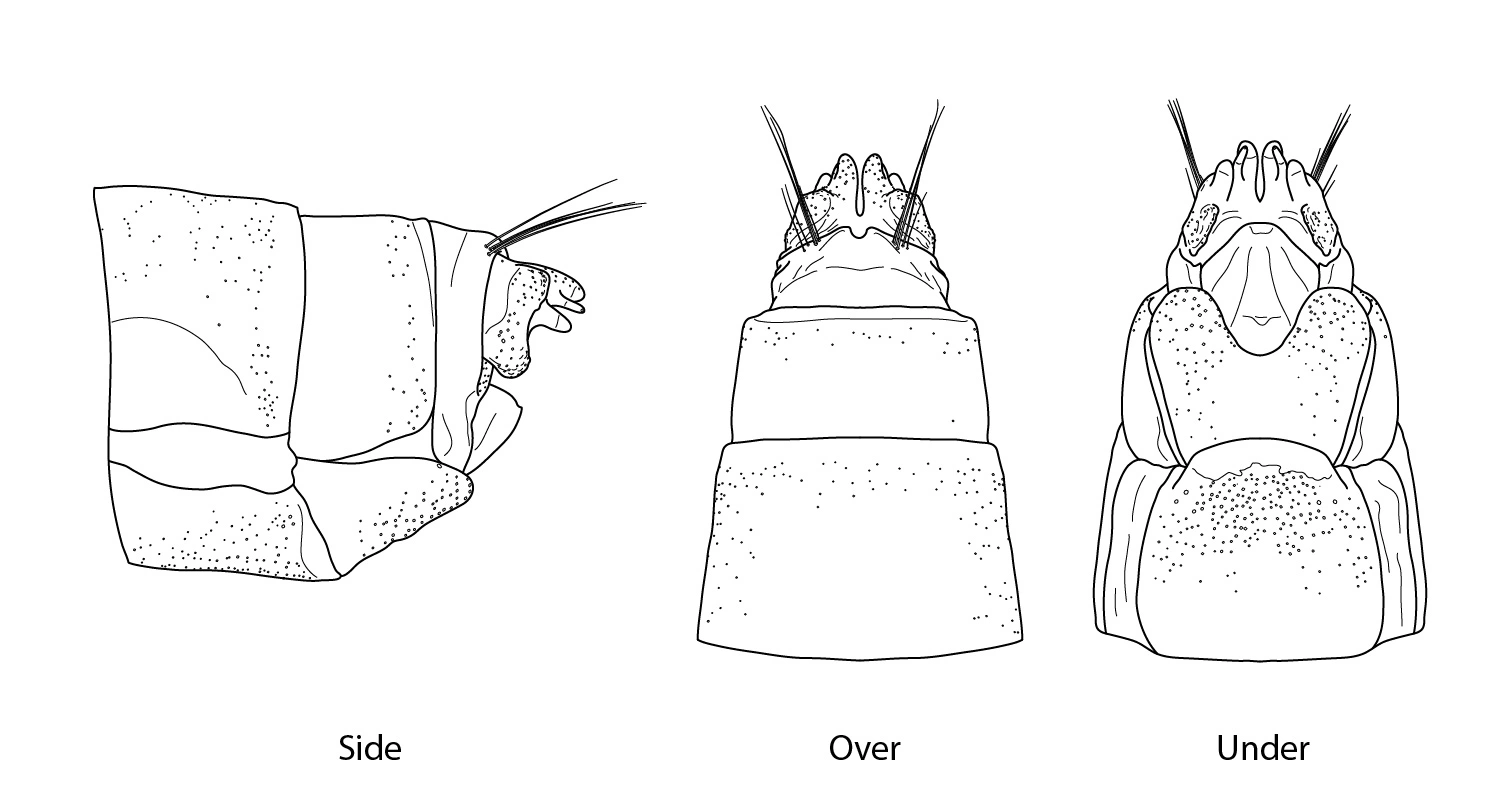 Vårfluer: Arctopsyche ladogensis.