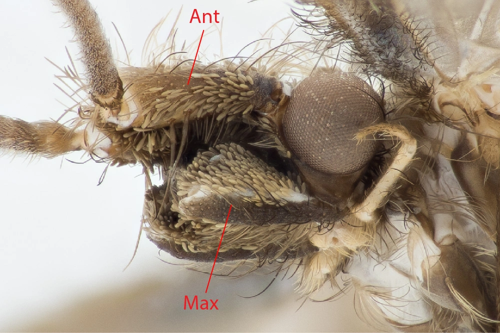 : Lepidostoma hirtum.