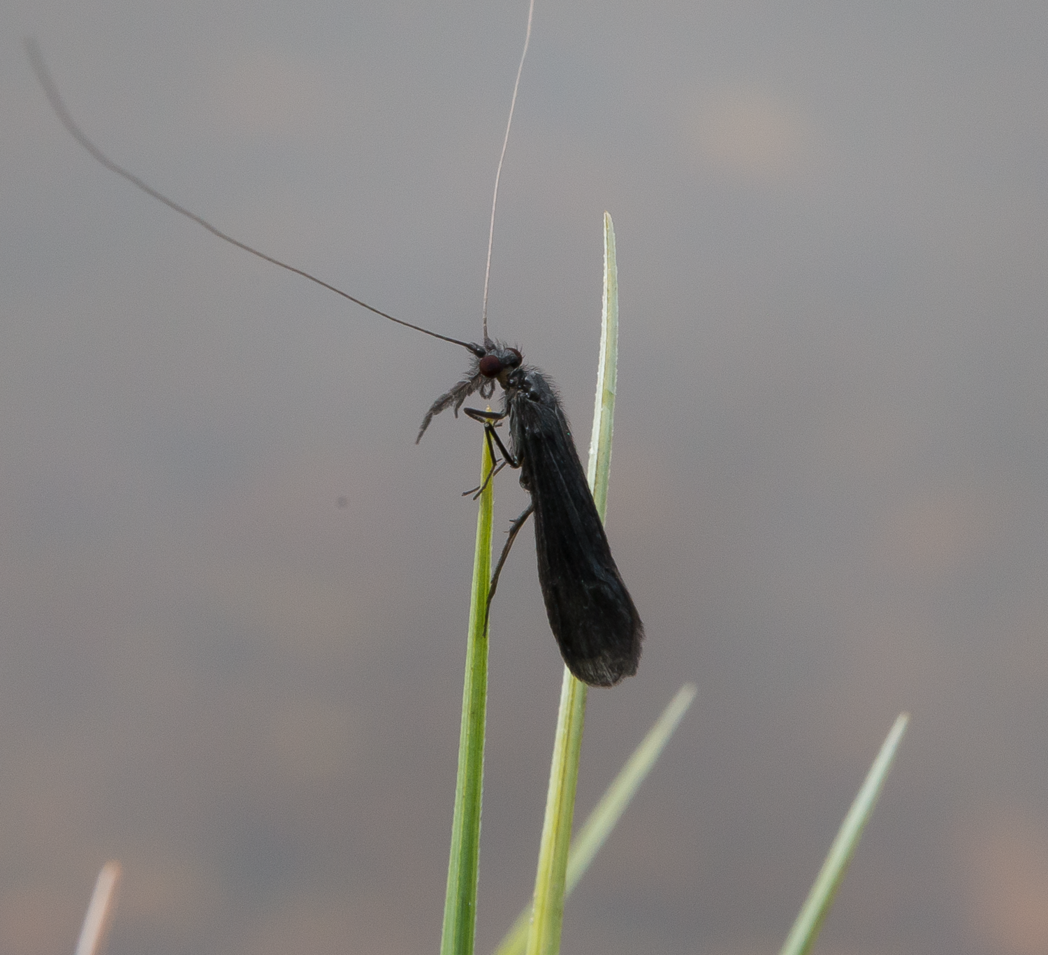 Vårfluer: Mystacides nigra.