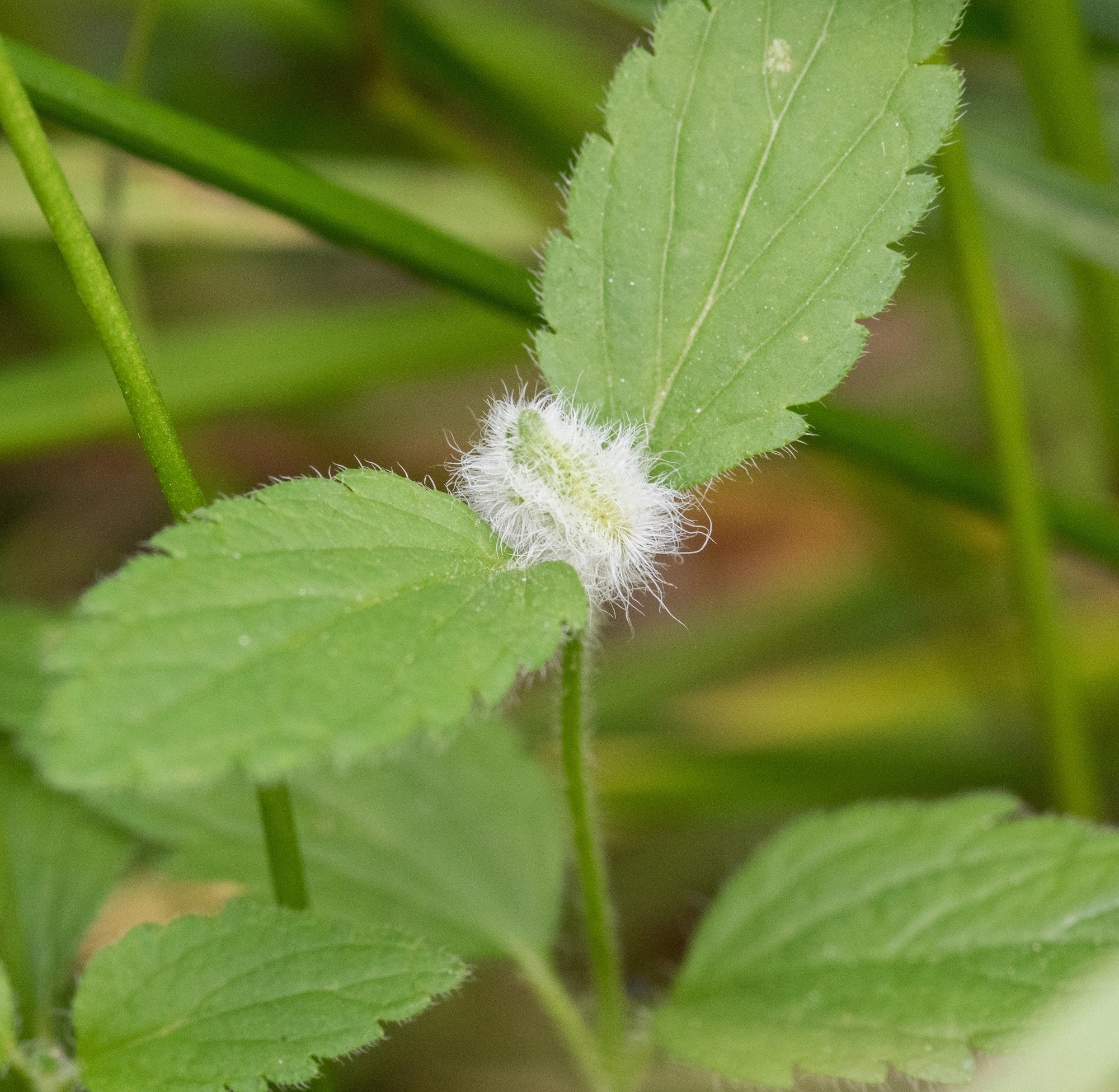 Gallmygg: Jaapiella veronicae.