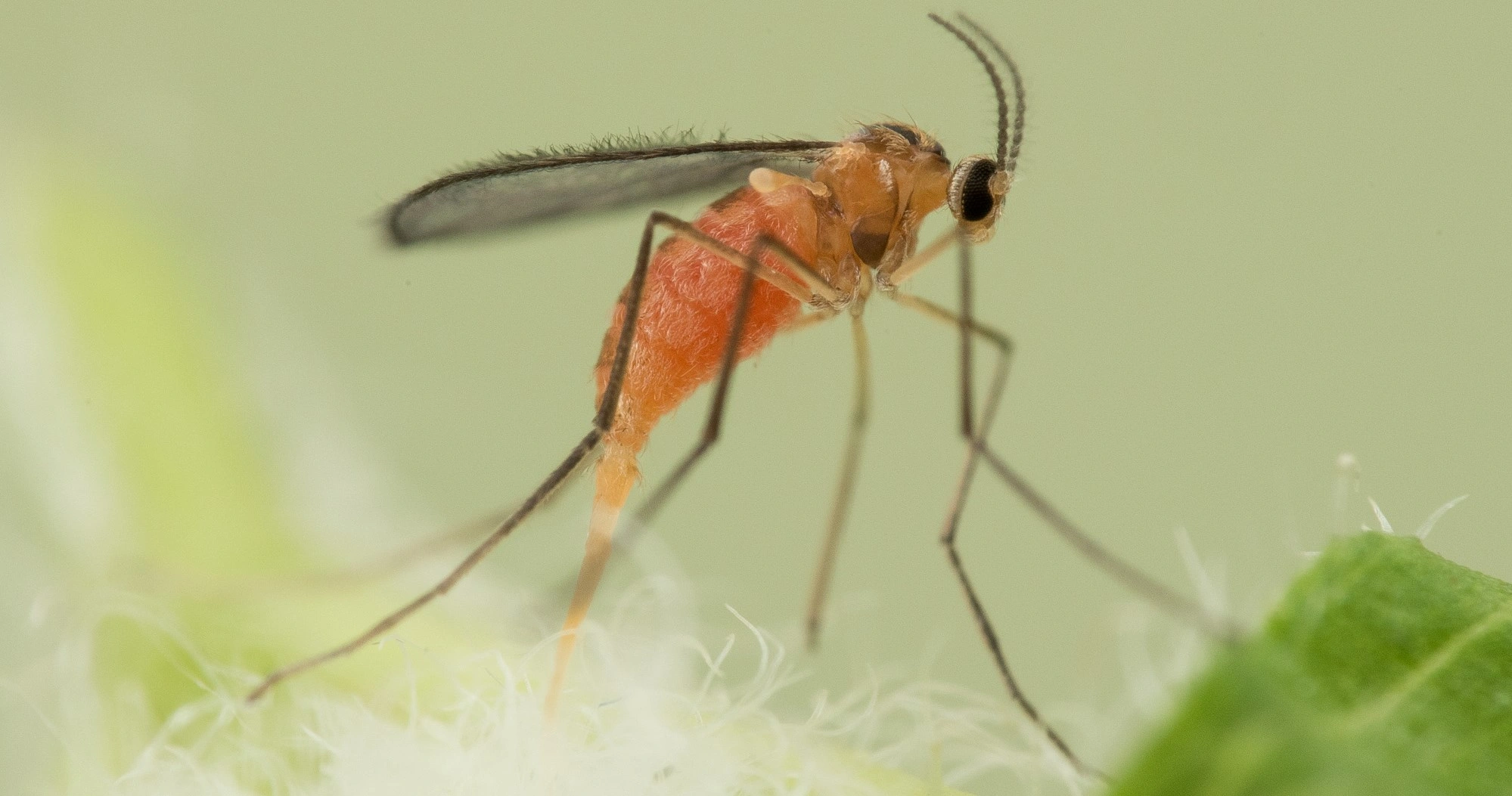 Tovinger: Jaapiella veronicae.