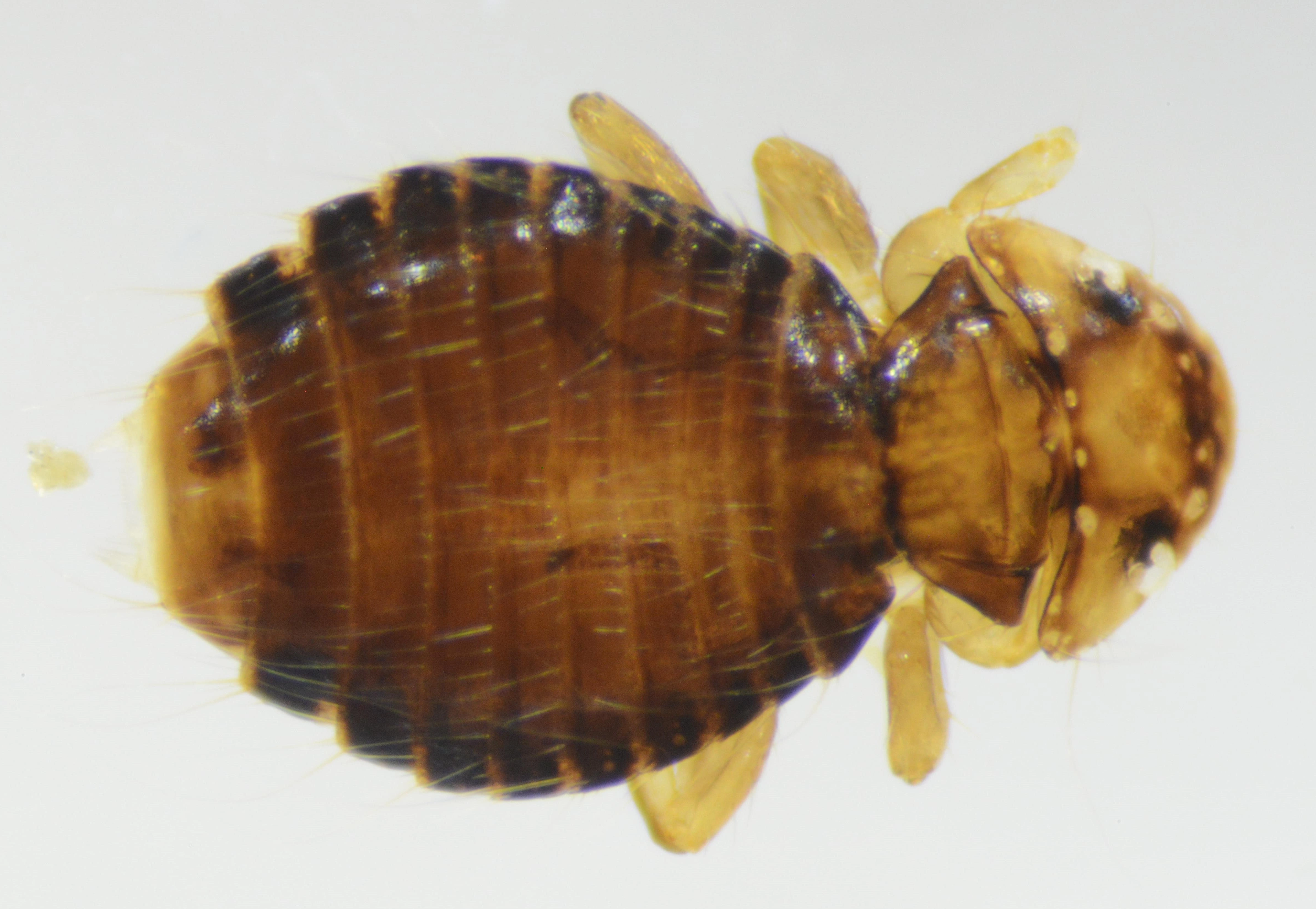 Lus: Menoponidae.