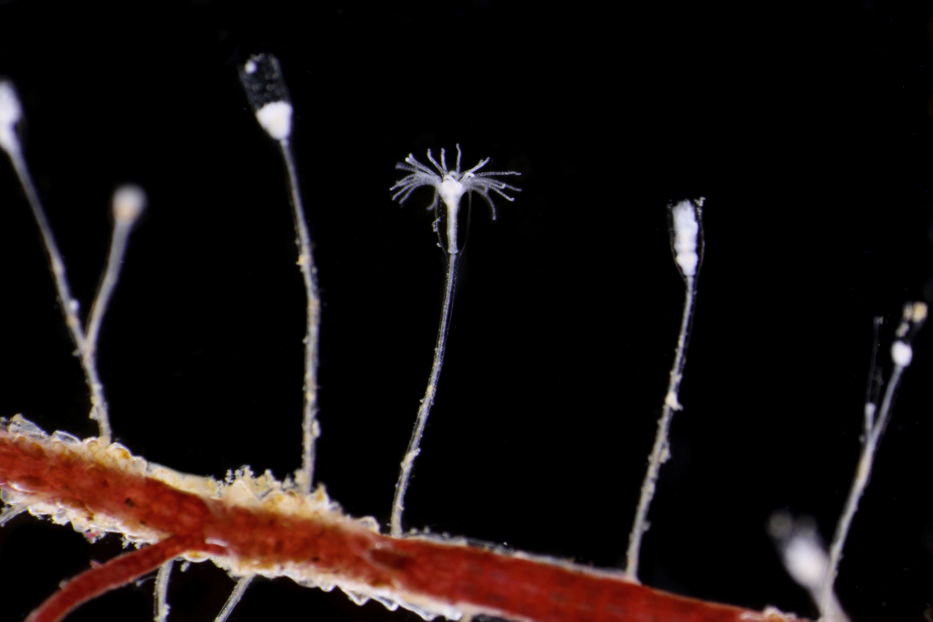 Hydrozoer: Clytia gracilis.