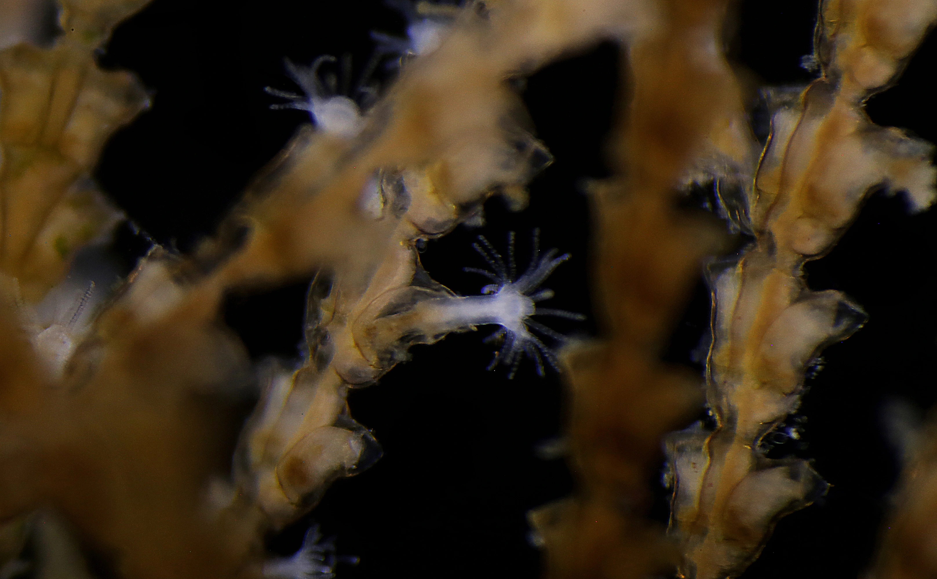 Hydrozoer: Dynamena pumila.