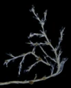 Hydrozoer: Stegopoma plicatile.