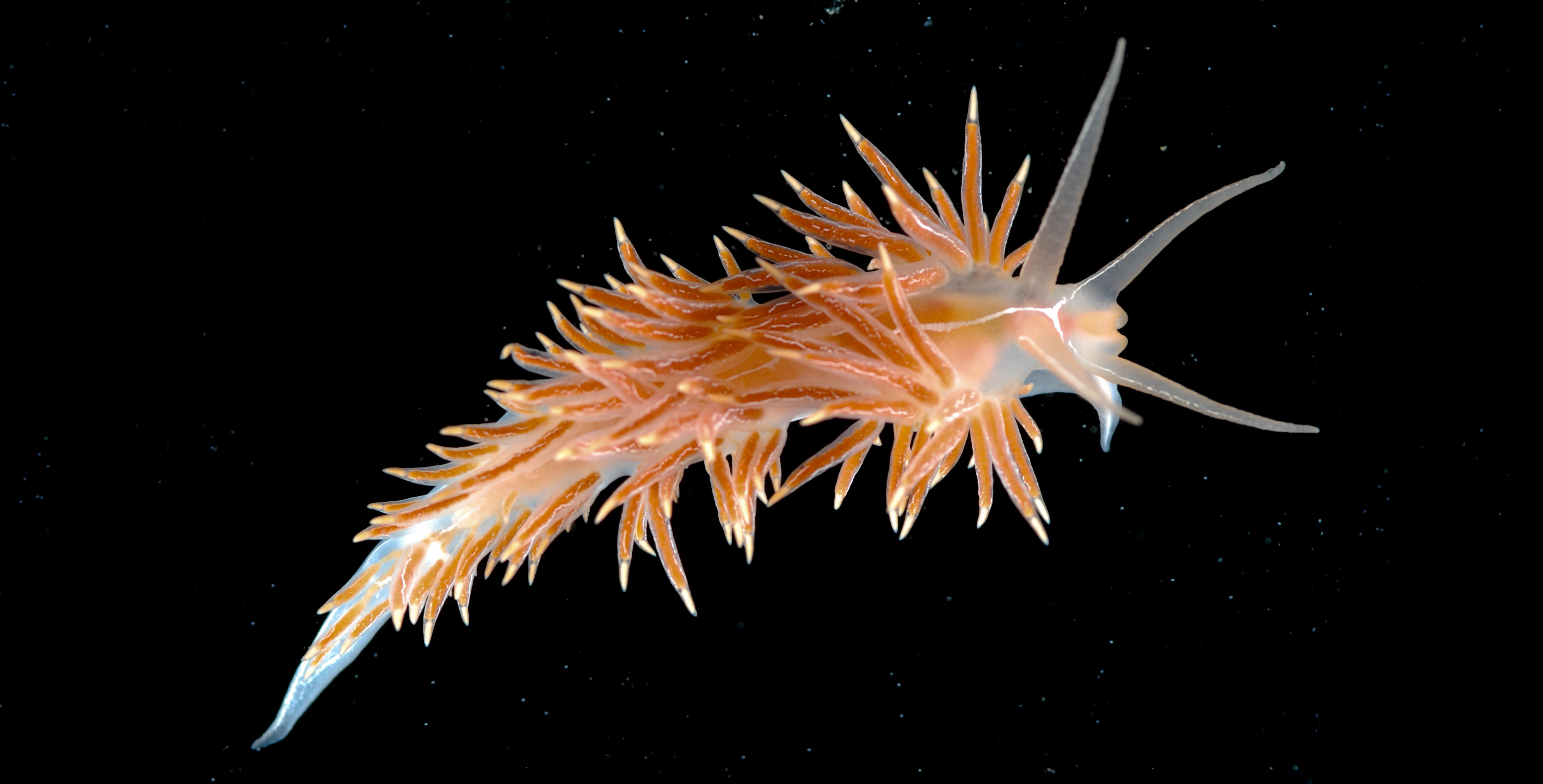 Nakensnegler: Coryphella chriskaugei.