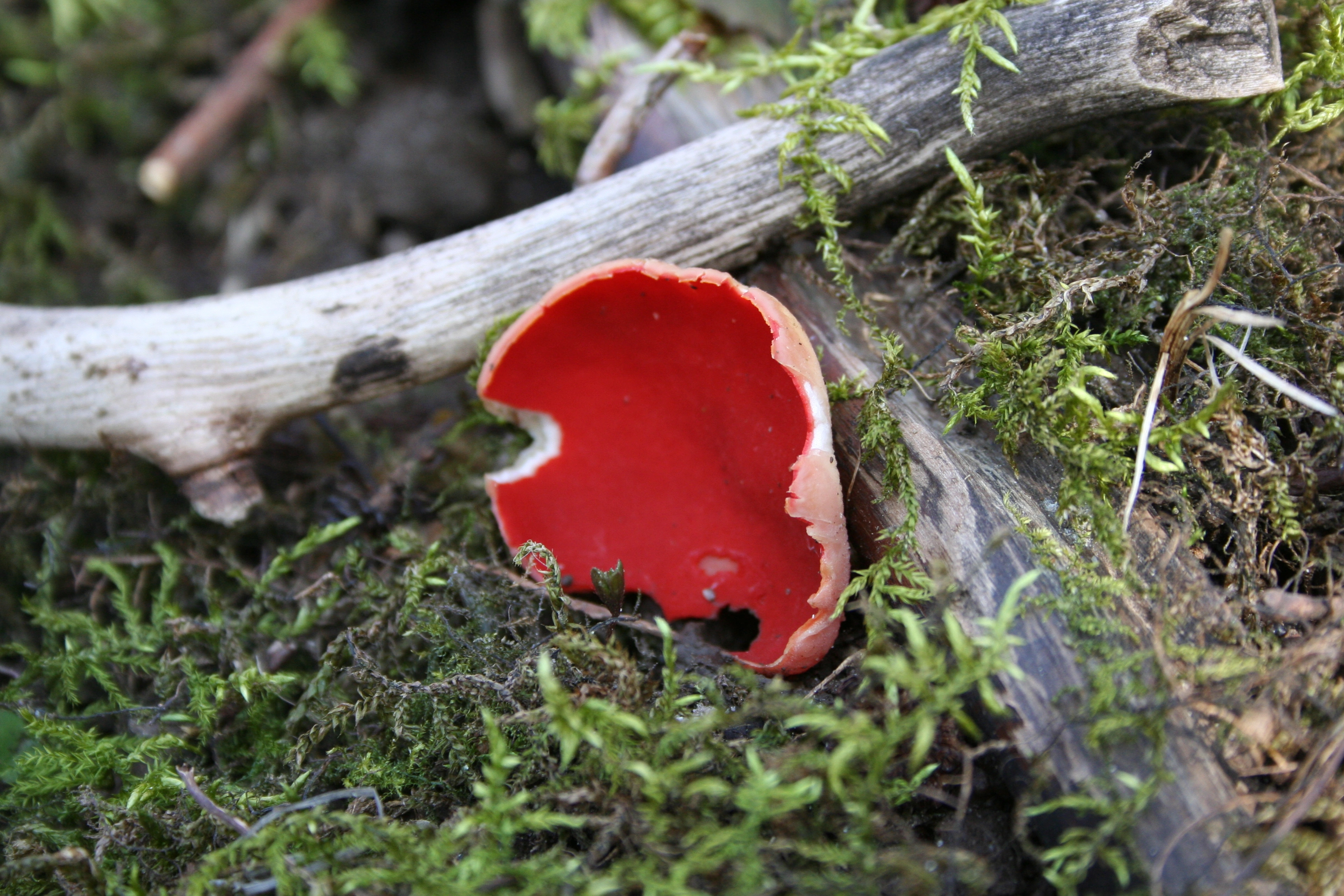 Skarlagen vårbeger.