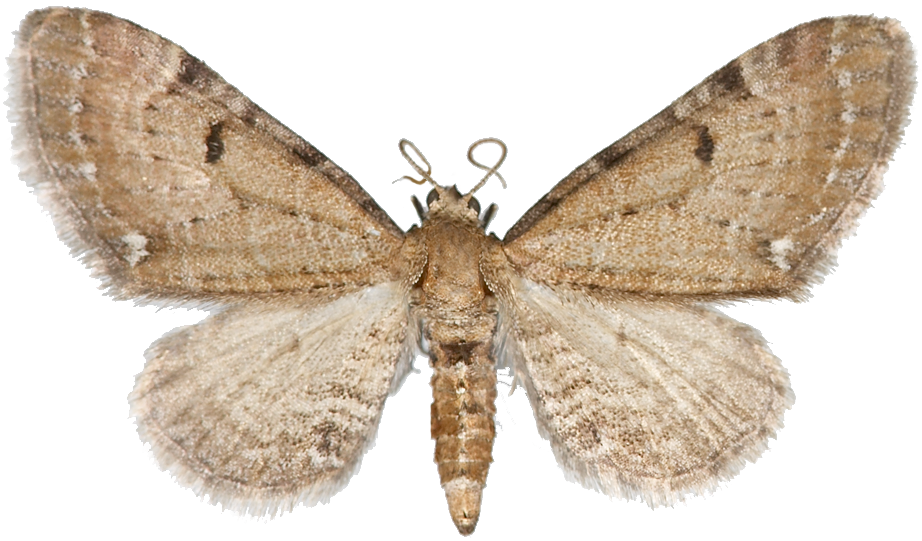 Dvergmålere: Eupithecia absinthiata.