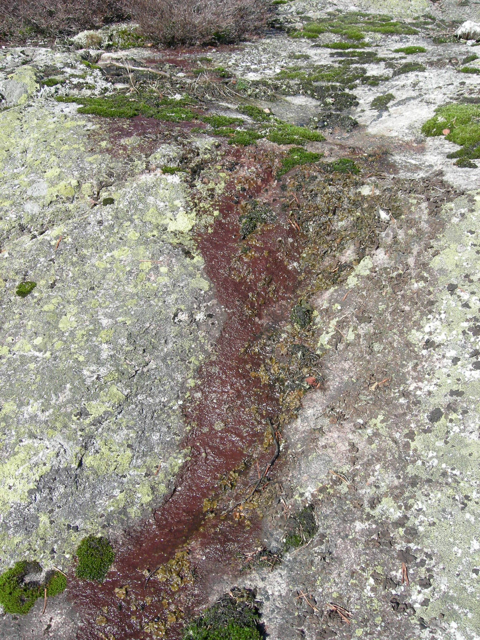 T1-C-2 uttørkingseksponerte svært og temmelig kalkfattige berg, bergvegger og knauser.