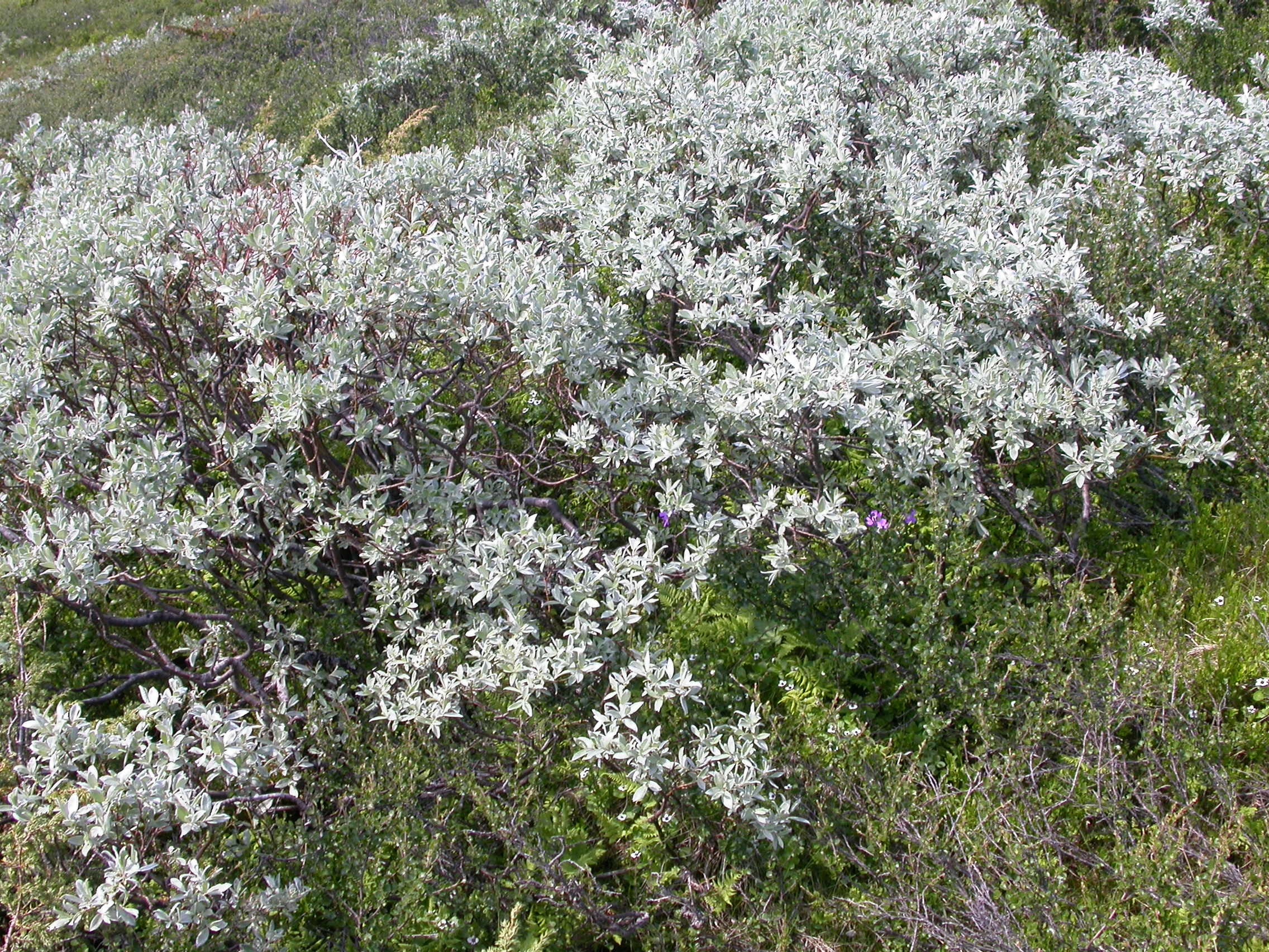 T3-C-13 intermediær kildepåvirket fjellhei.